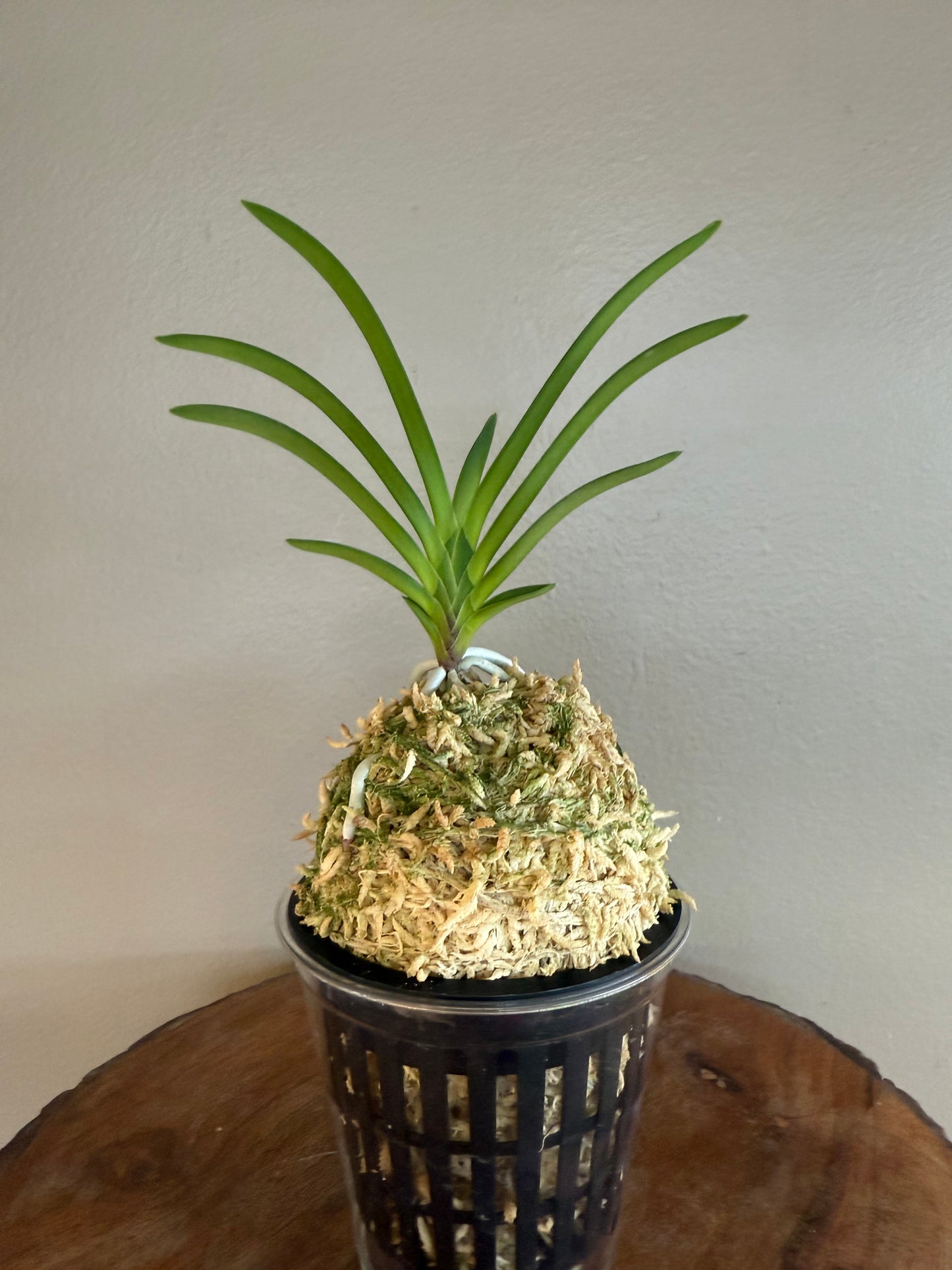 Neofinetia falcata Baekseolgongju 白雪公主