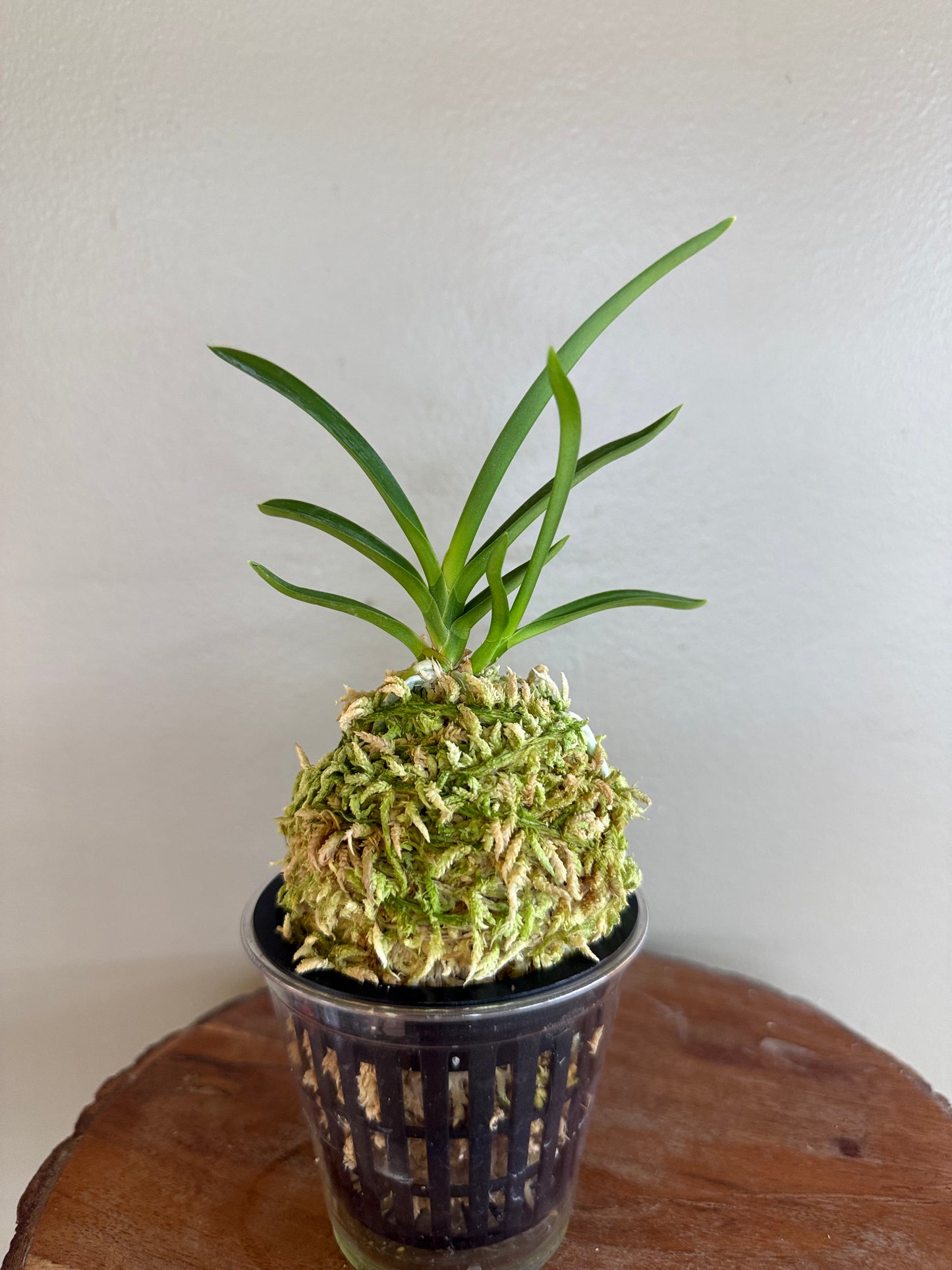 Neofinetia falcata kobai 紅梅