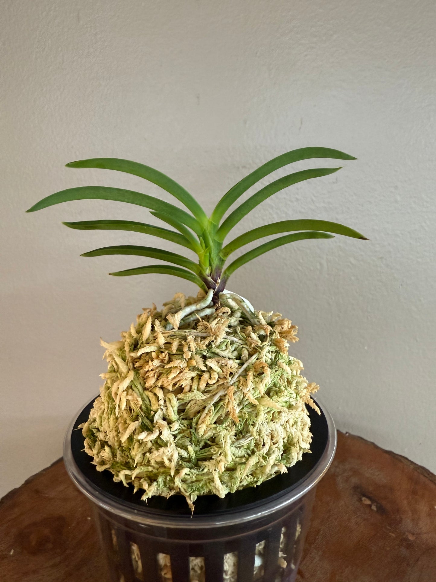 Neofinetia falcata Danjeonghong 丹頂紅