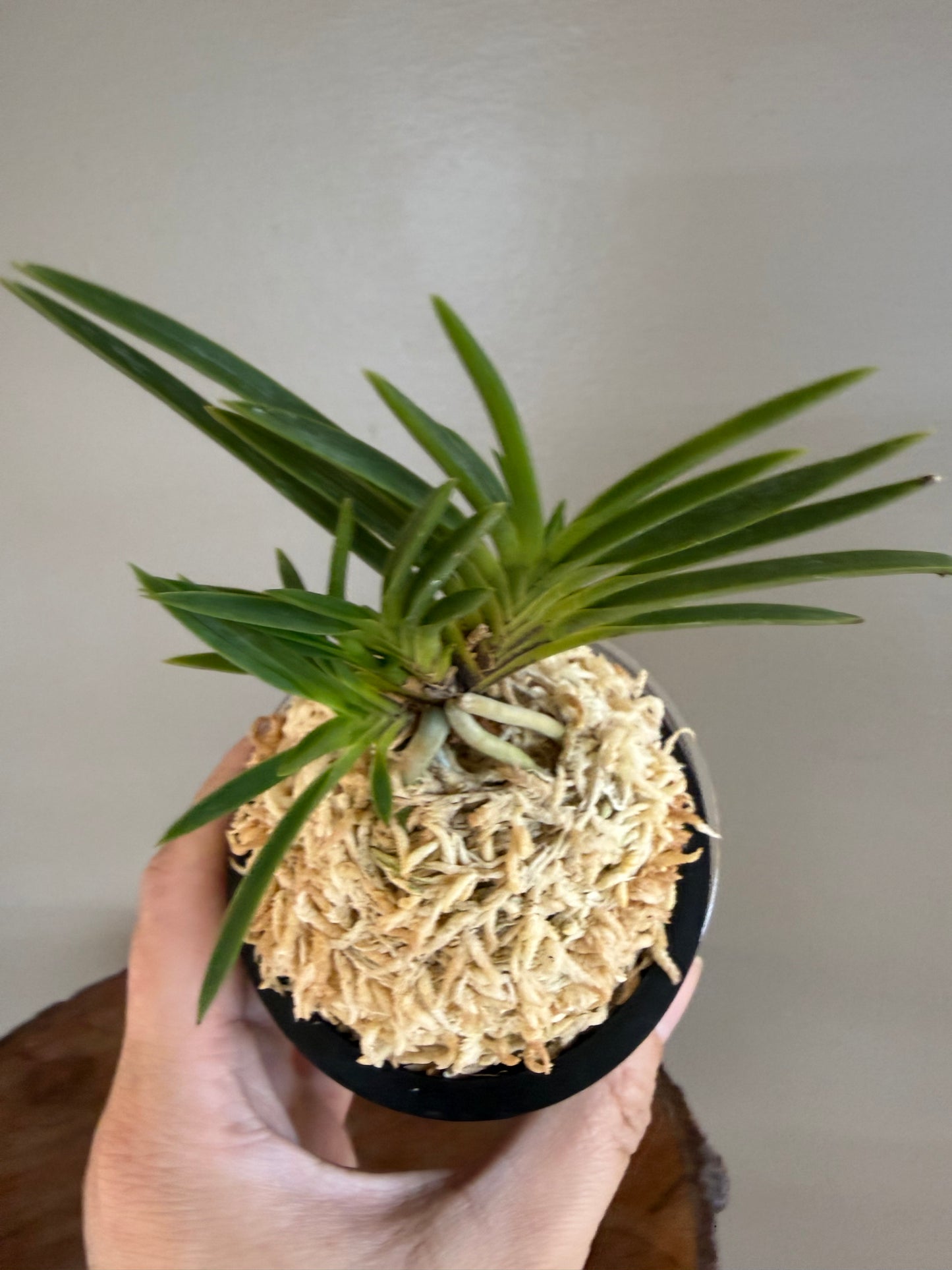 Neofinetia falcata Yoroidoshi 鎧通