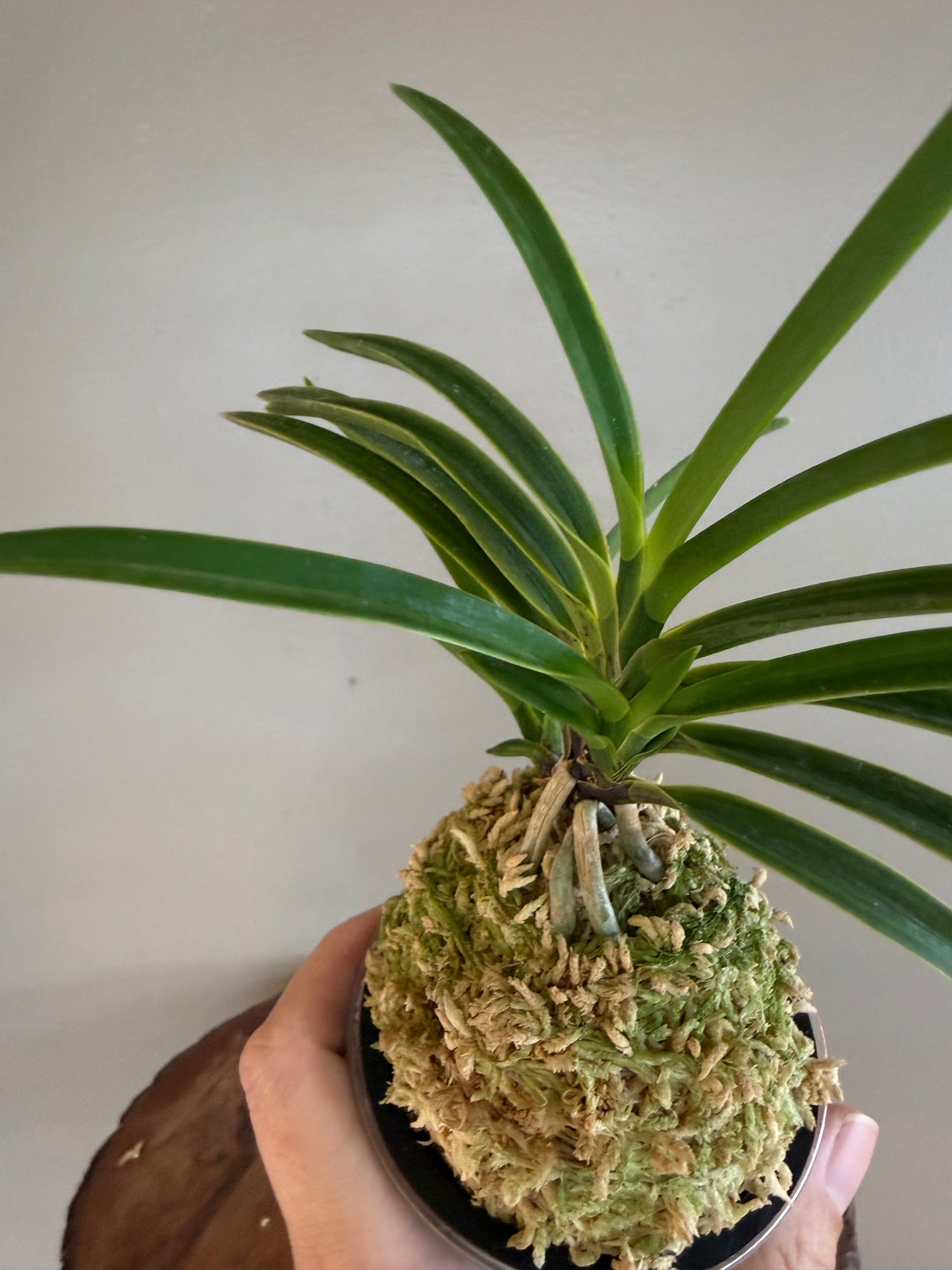 Neofinetia falcata Gahouden 雅宝殿