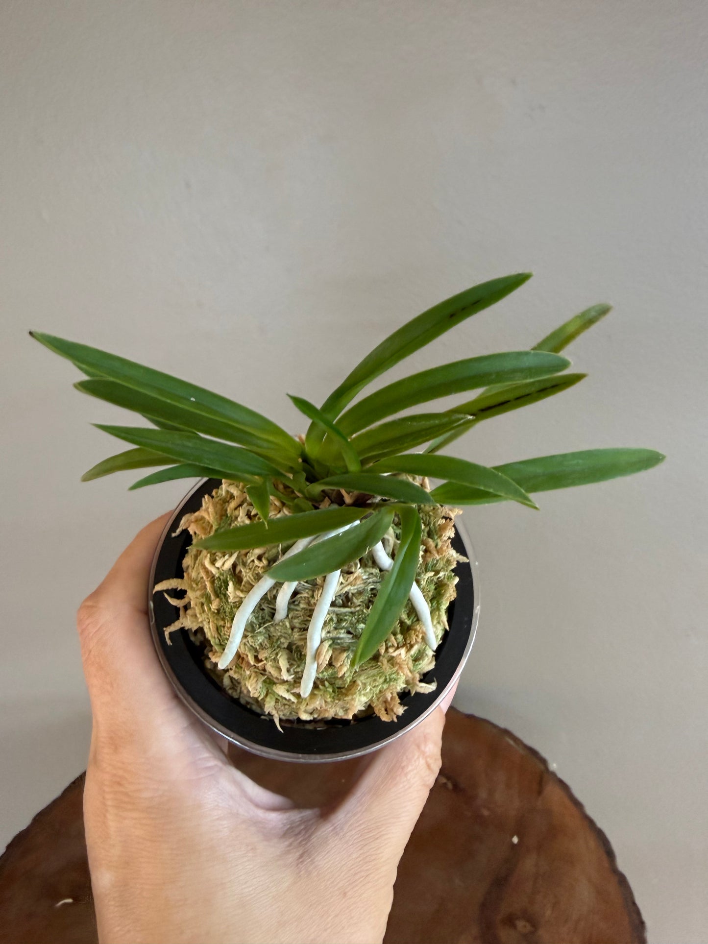 Neofinetia falcata Shineyukou 神龍紅