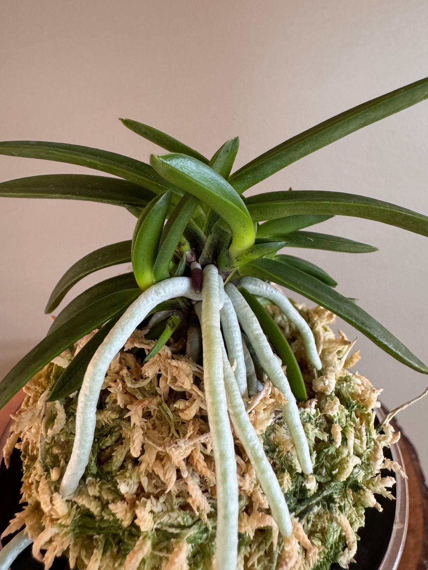 Neofinetia falcata Benitengu 紅天狗