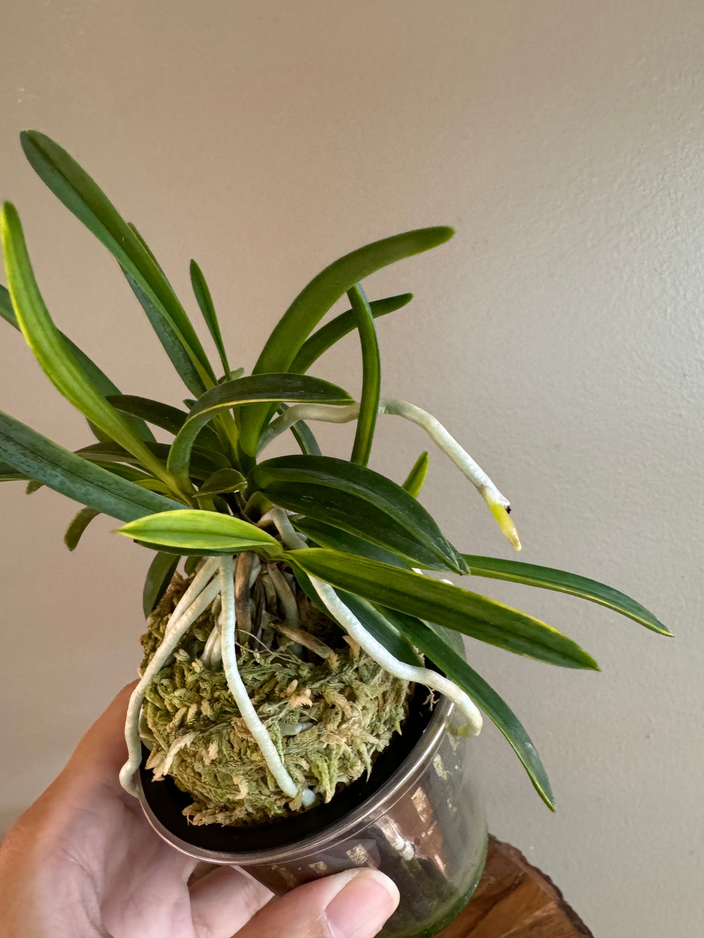 mNeofinetia falcata Fugaku 富嶽