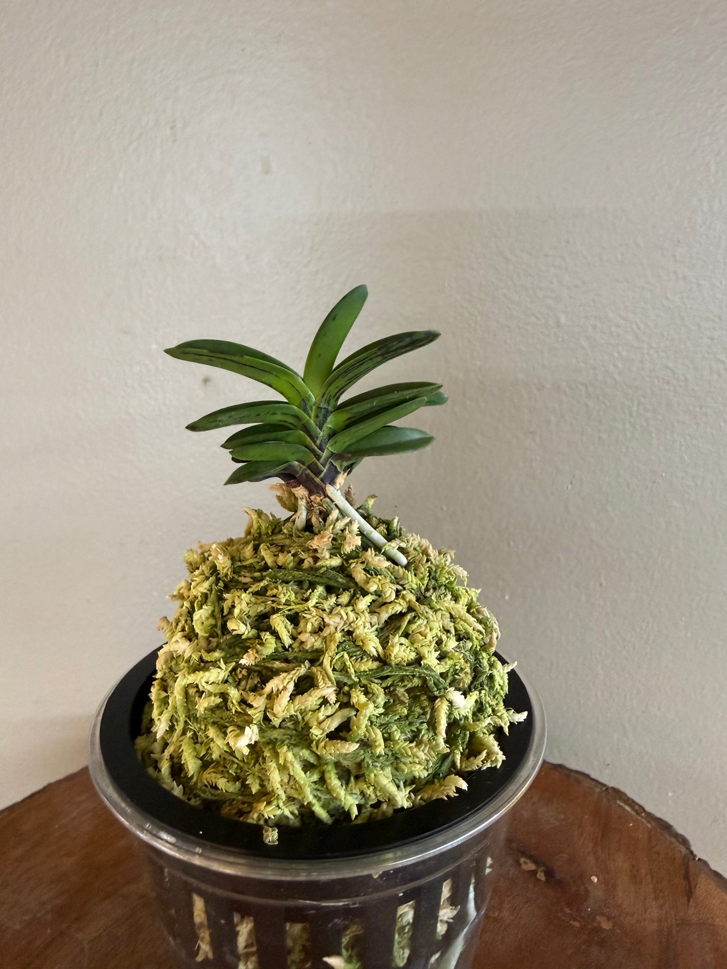 Neofinetia falcata Geumo (Kurohyo）金烏 (jp 黑豹）