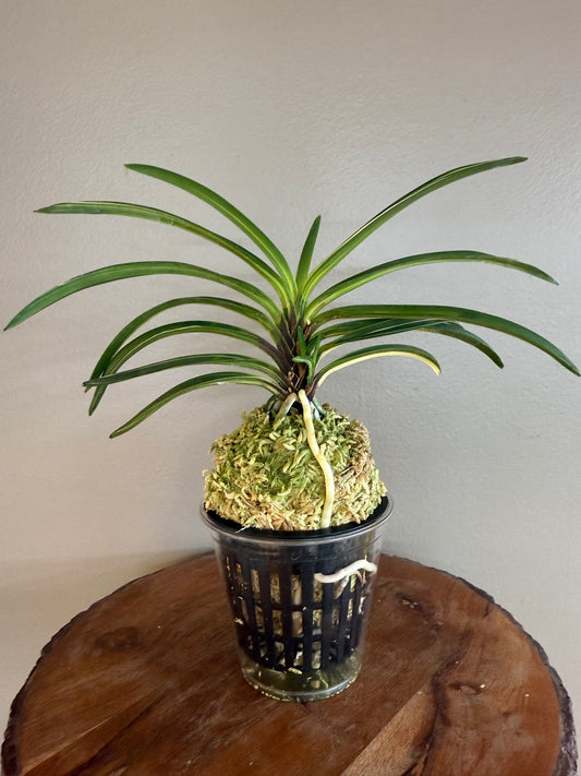 Neofinetia falcata Momoyama Nishiki 桃山錦