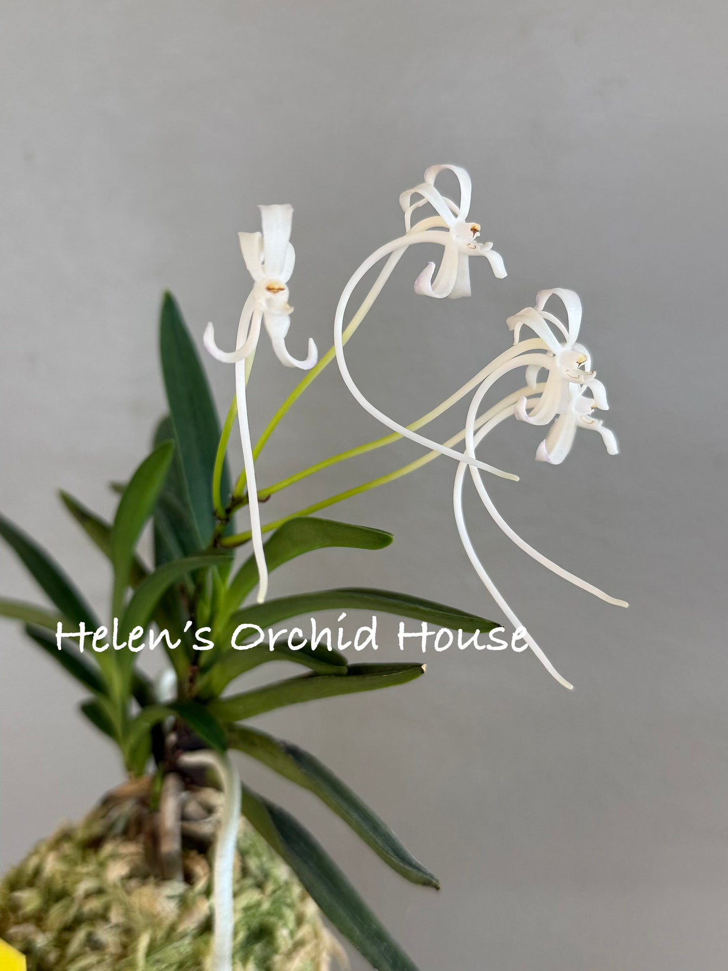 Neofinetia falcata Takaranoshi 宝熨斗