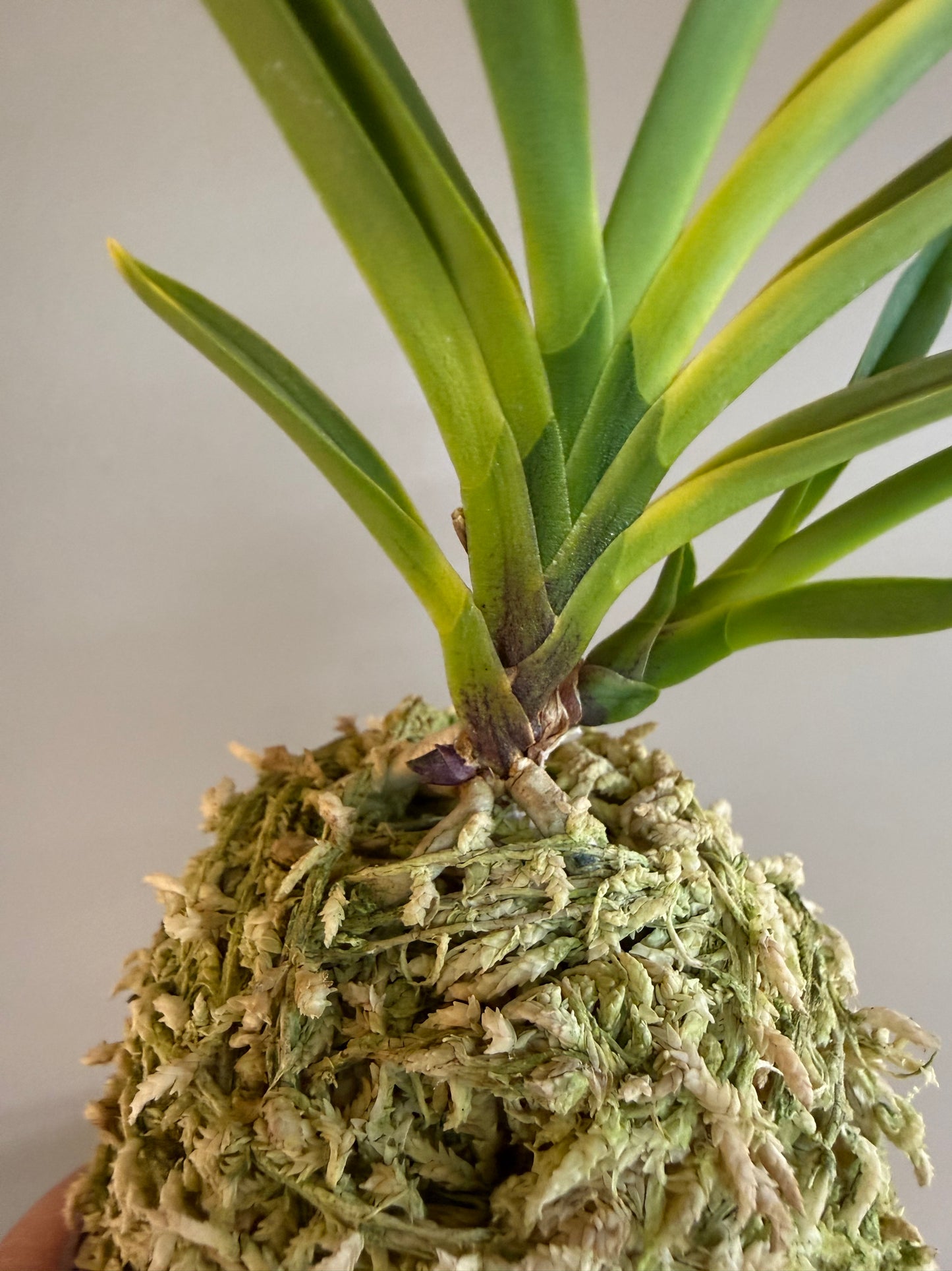 Neofinetia falcata Surugabotan 駿河牡丹