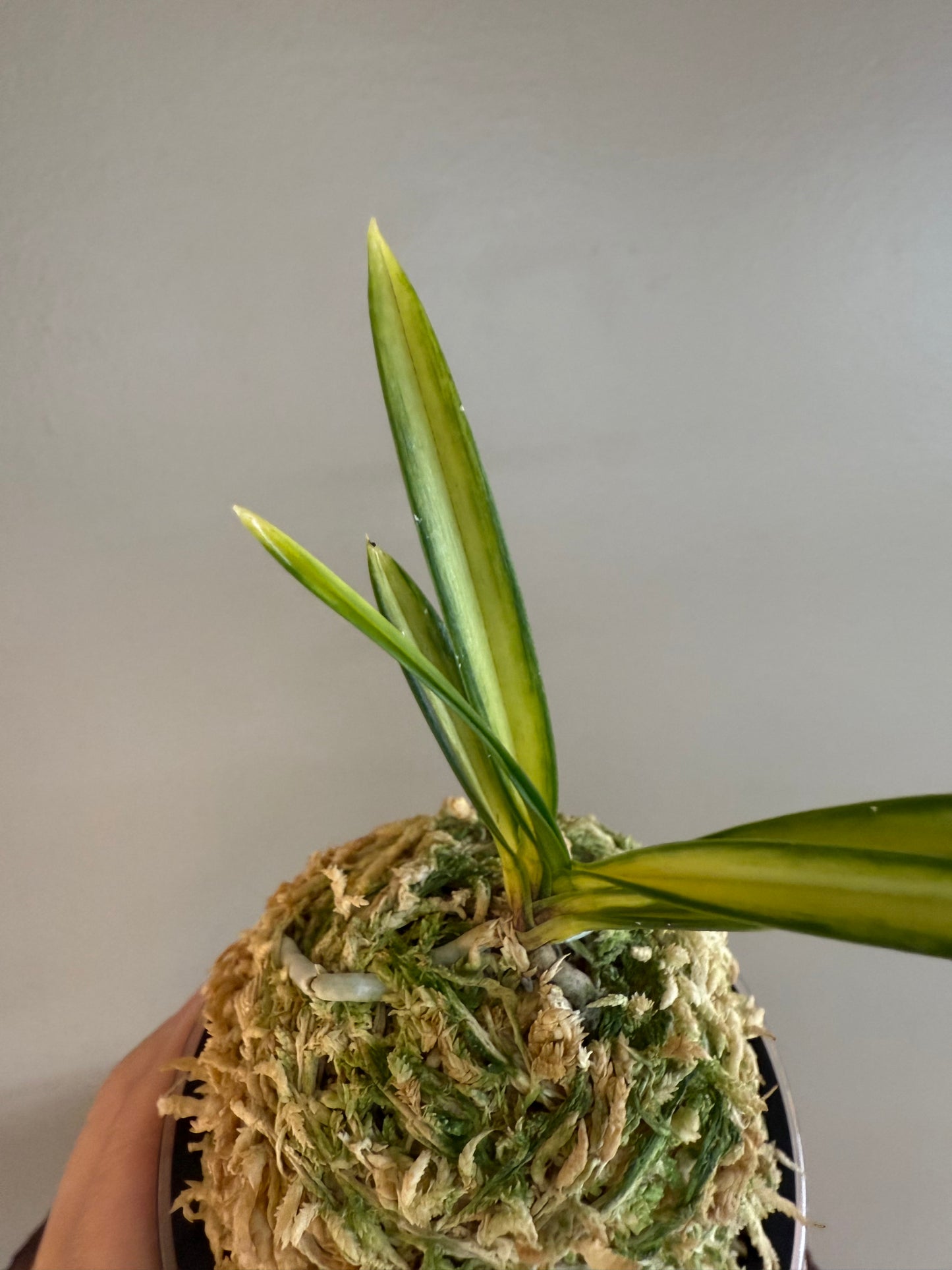 Neofinetia falcata Oboroduki 朧月