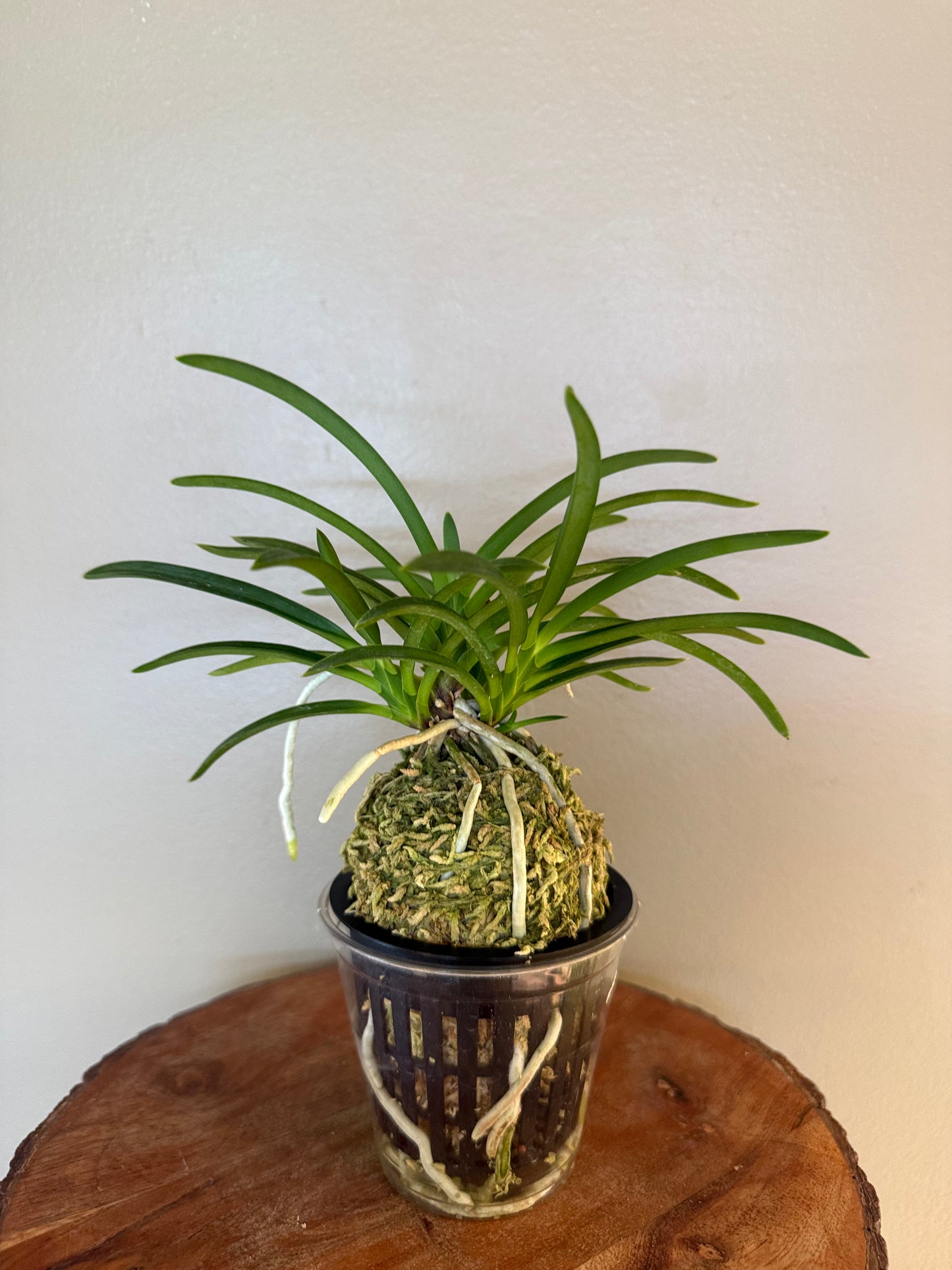 Neofinetia falcata Hongchun 紅春