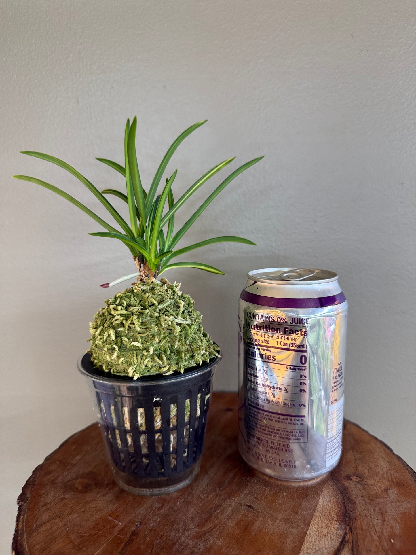 Neofinetia falcata Asahiden 朝日殿