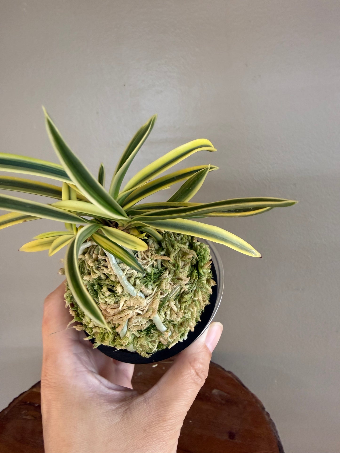 Neofinetia falcata Kotou Fukurin 湖東覆輪