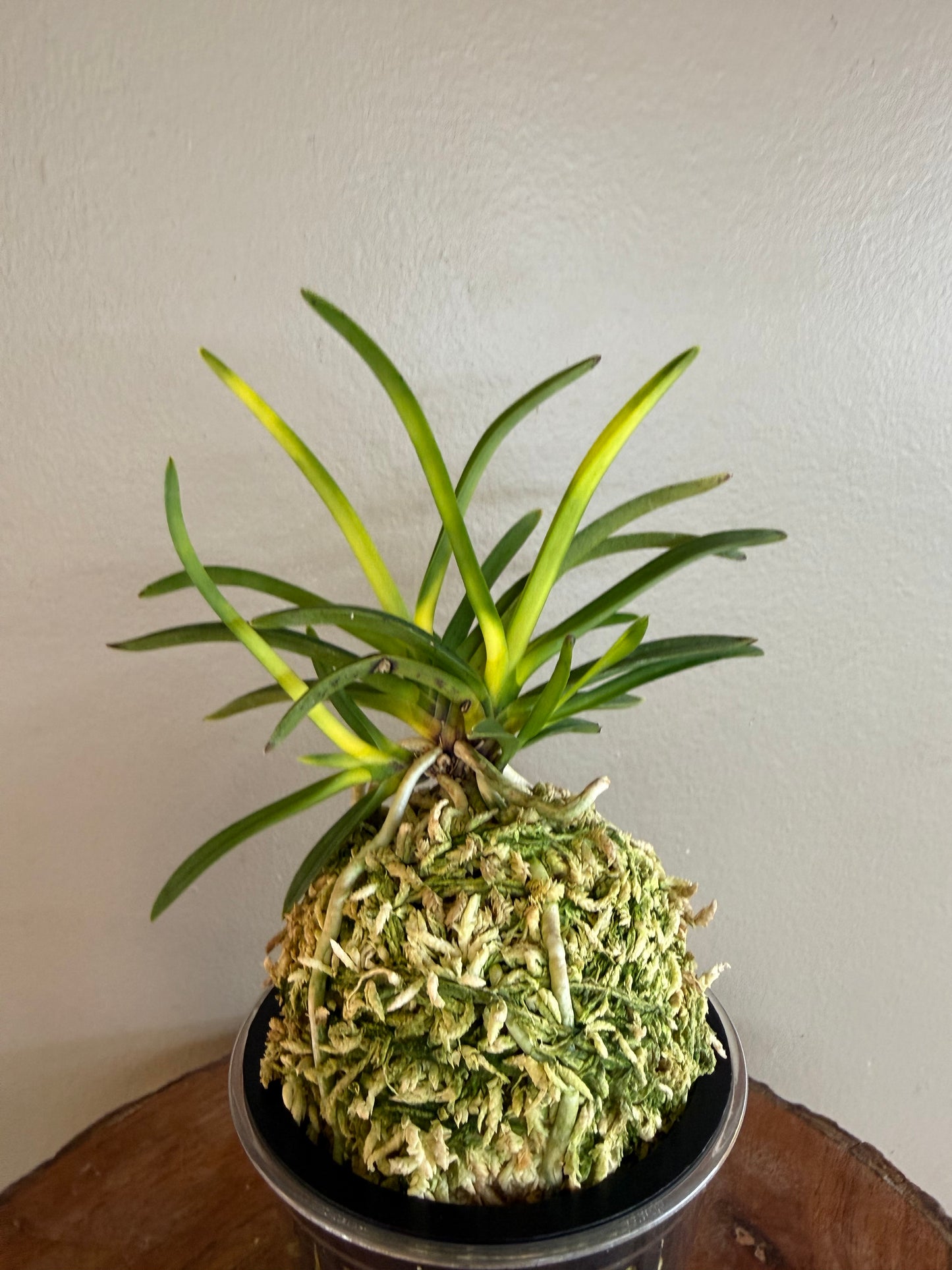 Neofinetia falcata Zuiun 瑞雲
