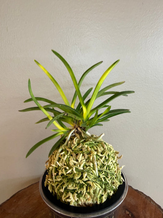Neofinetia falcata Zuiun 瑞雲