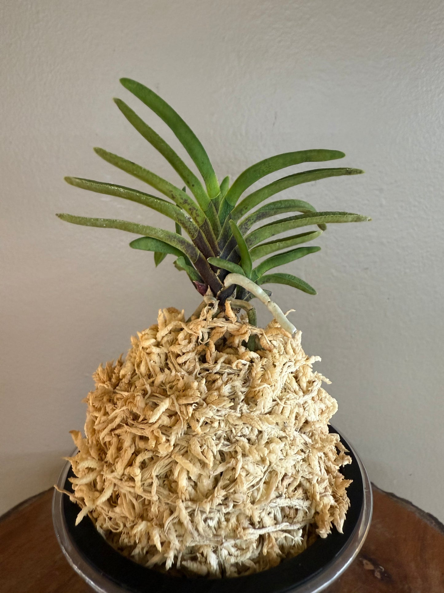 Neofinetia falcata Kinginrasha 金銀羅紗