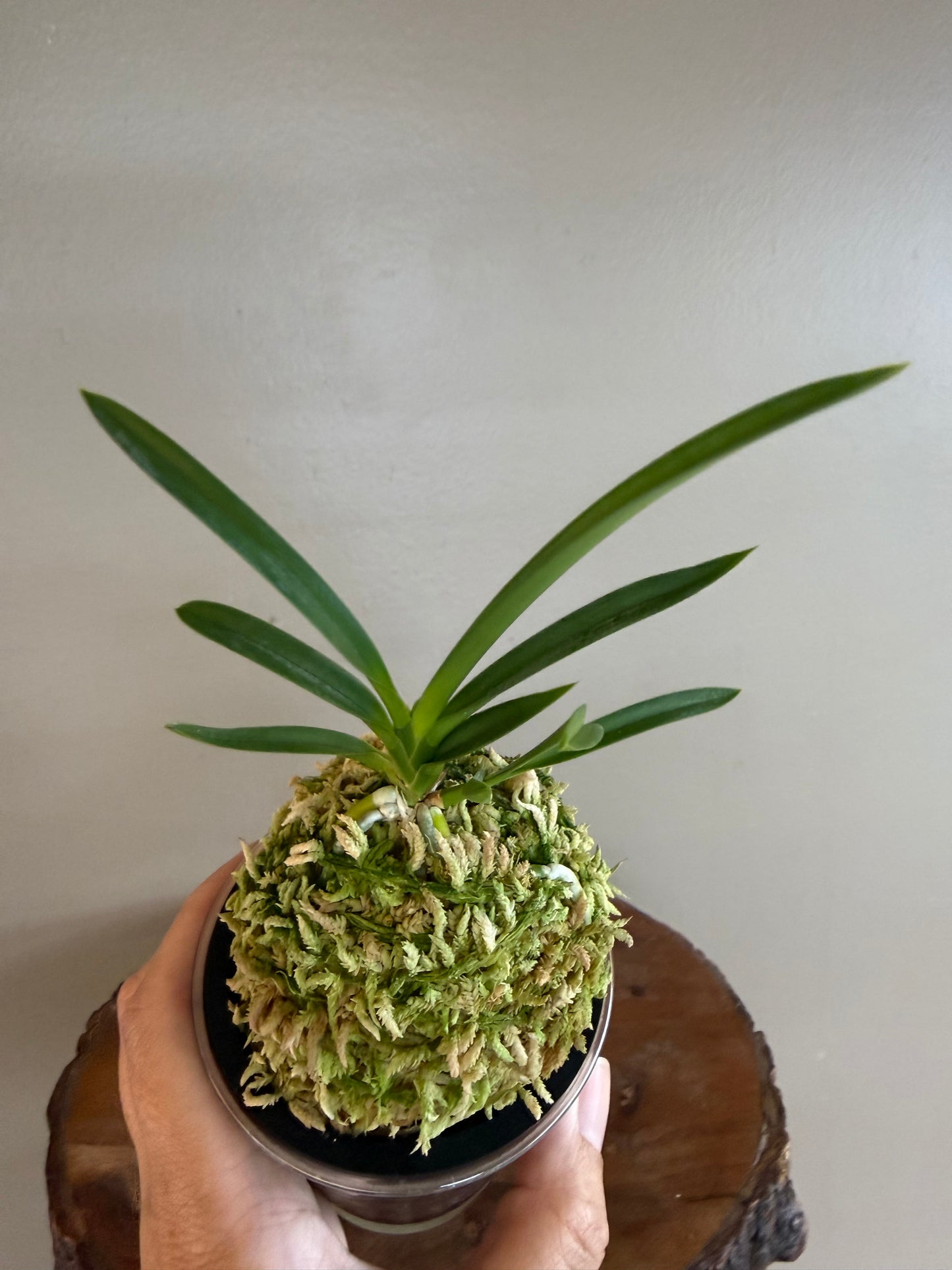 Neofinetia falcata kobai 紅梅