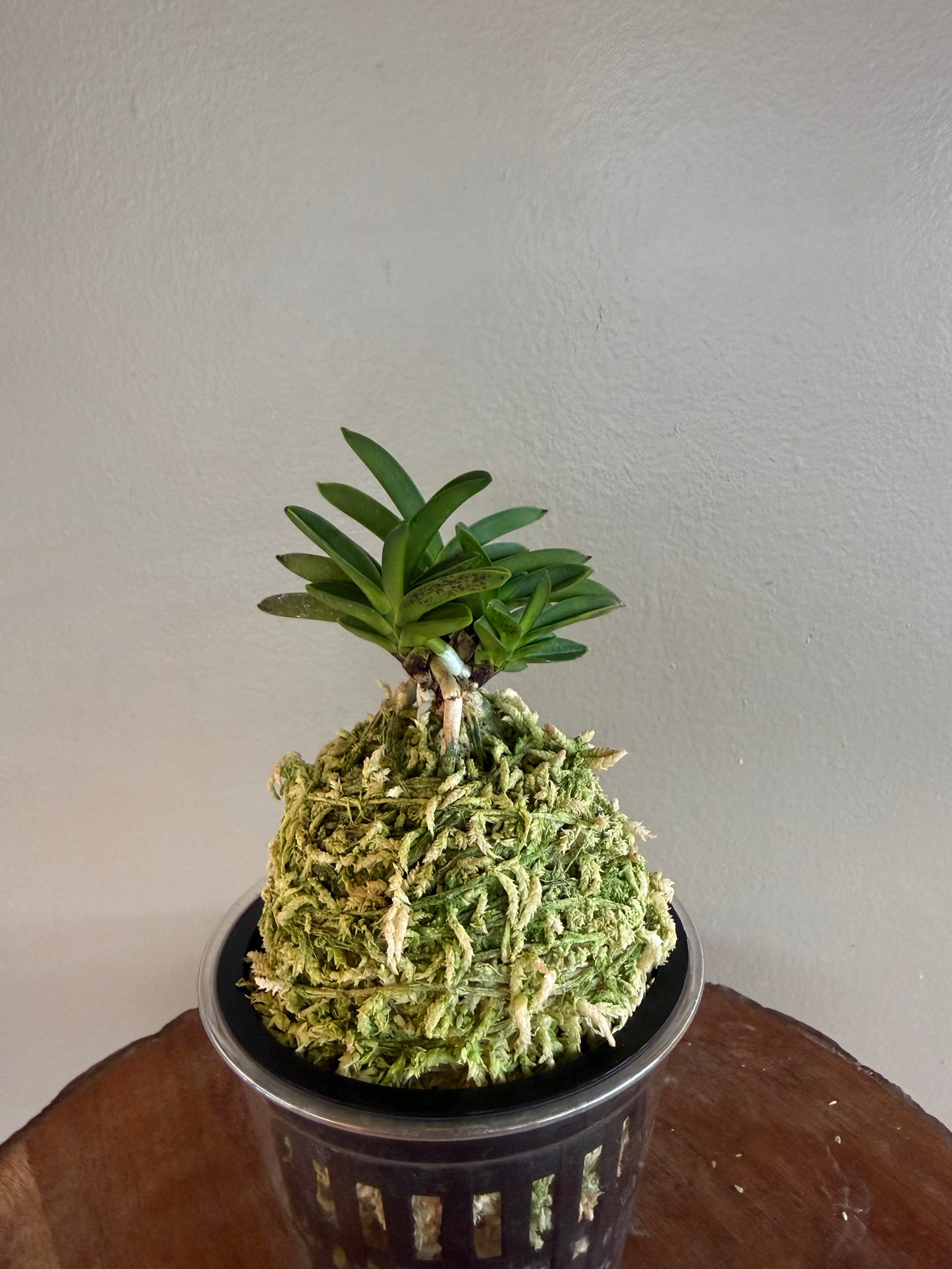 Neofinetia falcata Tamakongo 玉金剛