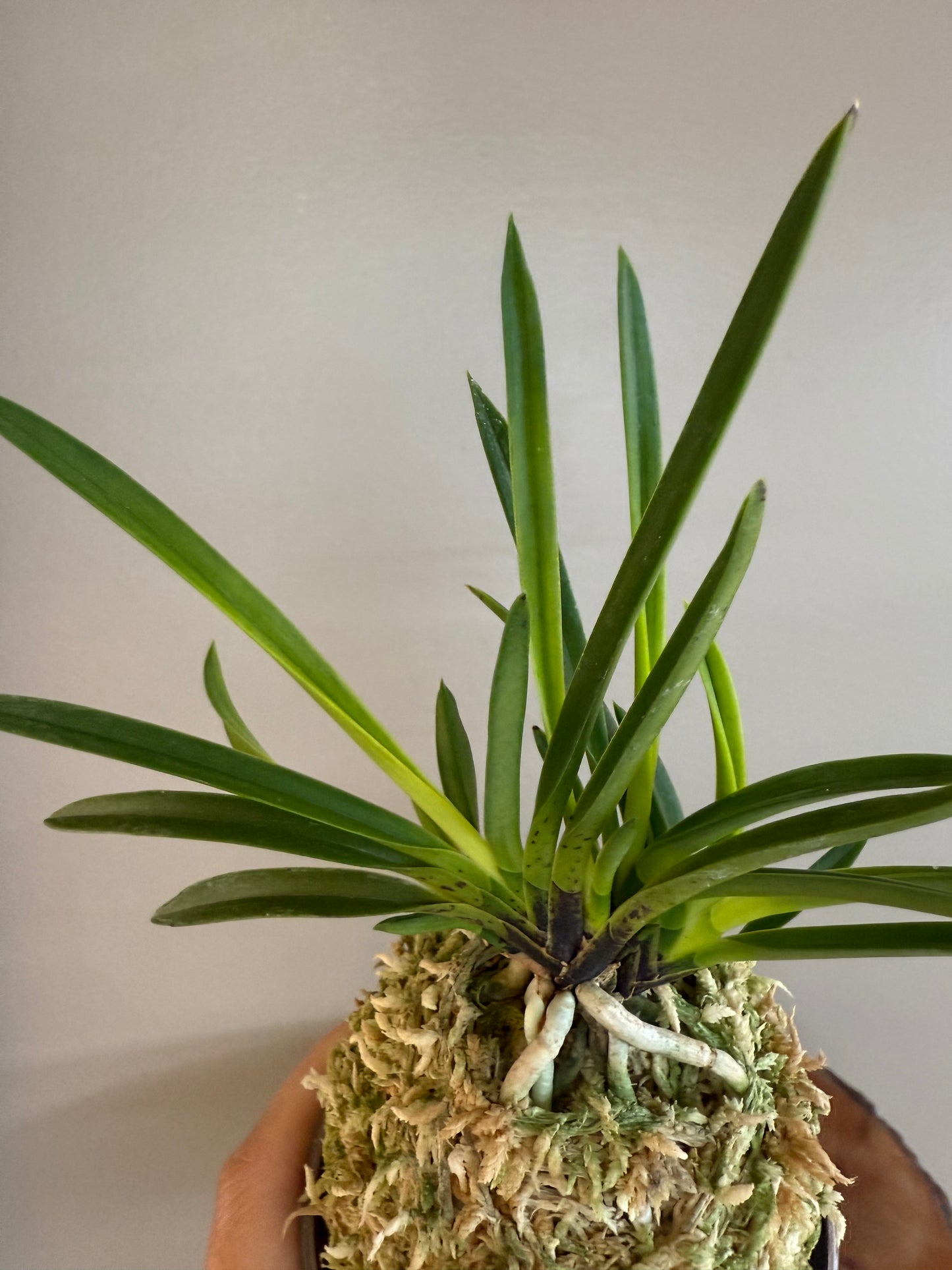 Neofinetia falcata Kinkazan 金華山
