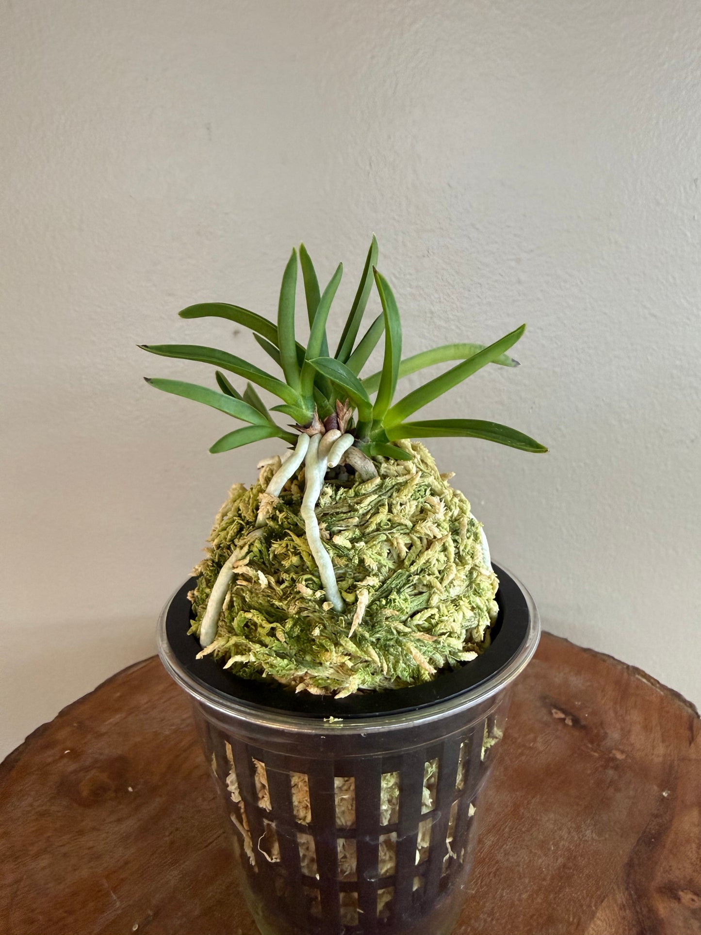 Neofinetia falcata Raizan 雷山