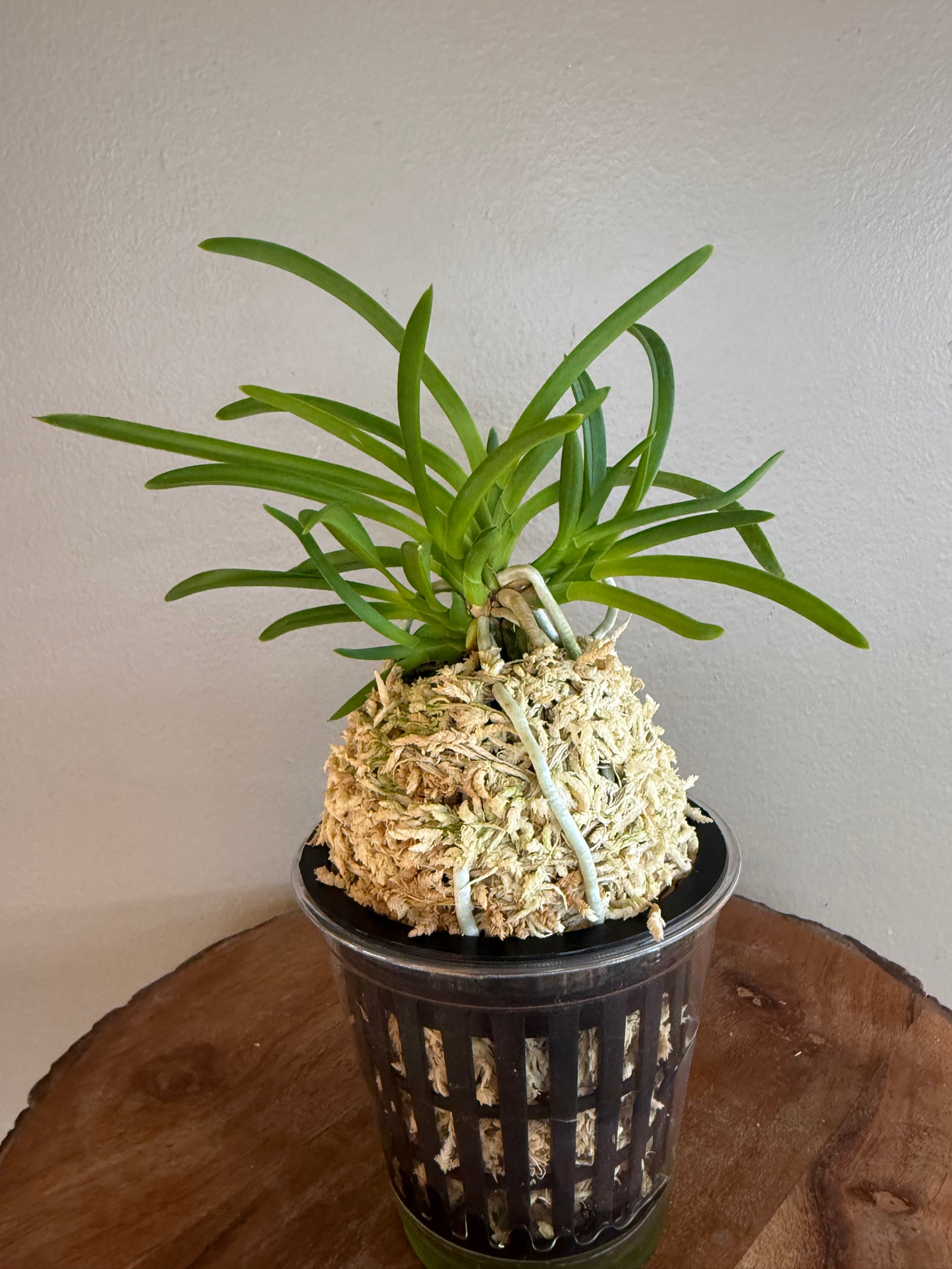 Neofinetia falcata kobai 紅梅