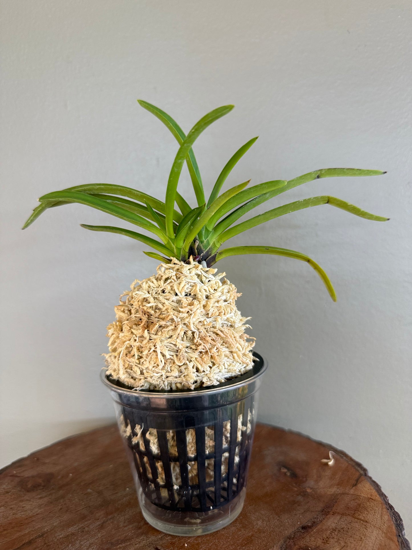 Neofinetia falcata Samhongjeon(Manjushage+Raiko) 三紅殿