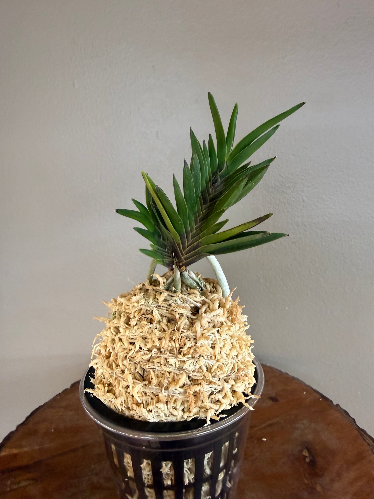 Neofinetia falcata Yongrin 龍鱗
