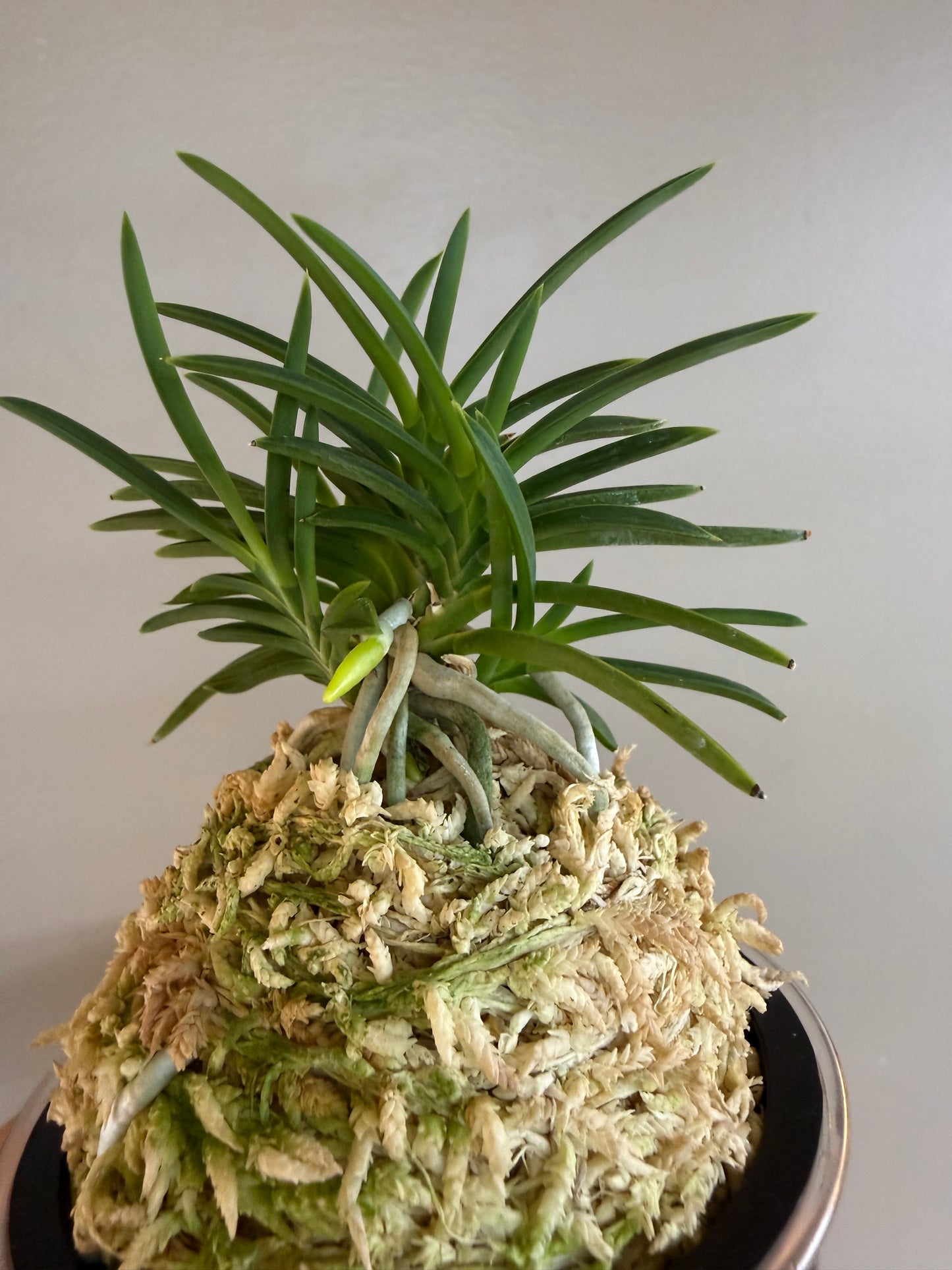 Neofinetia falcata Aojiku Yoroidoshi 青軸鎧通