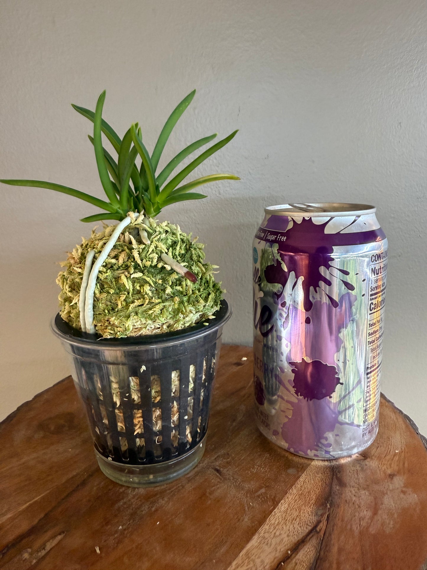 Neofinetia falcata Dohyeon 桃玄