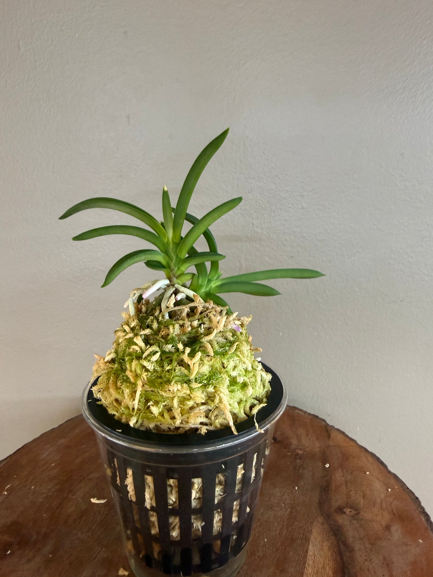 Neofinetia falcata Homeiden 豊明殿