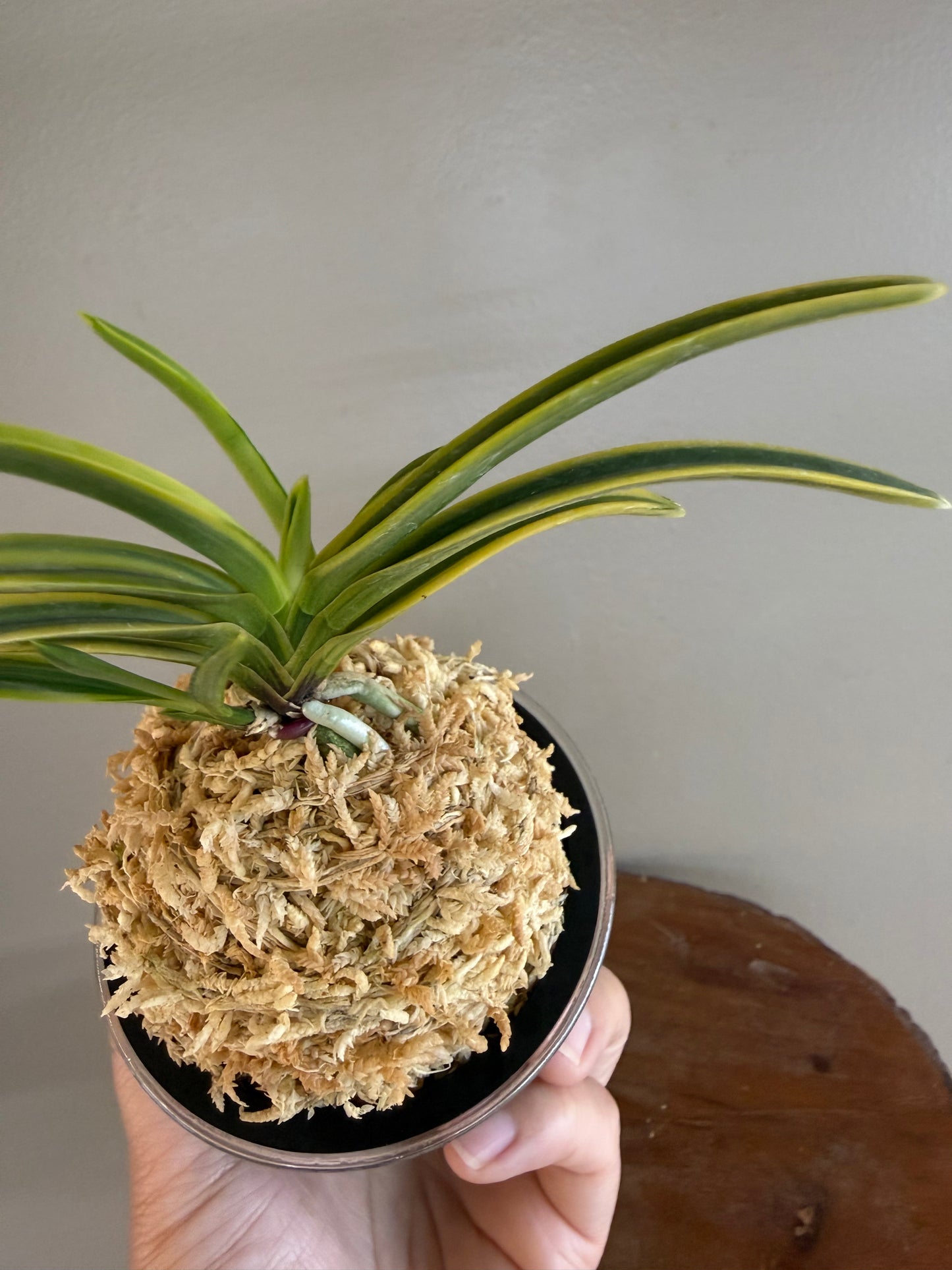 Neofinetia falcata Renjomaru 連城丸