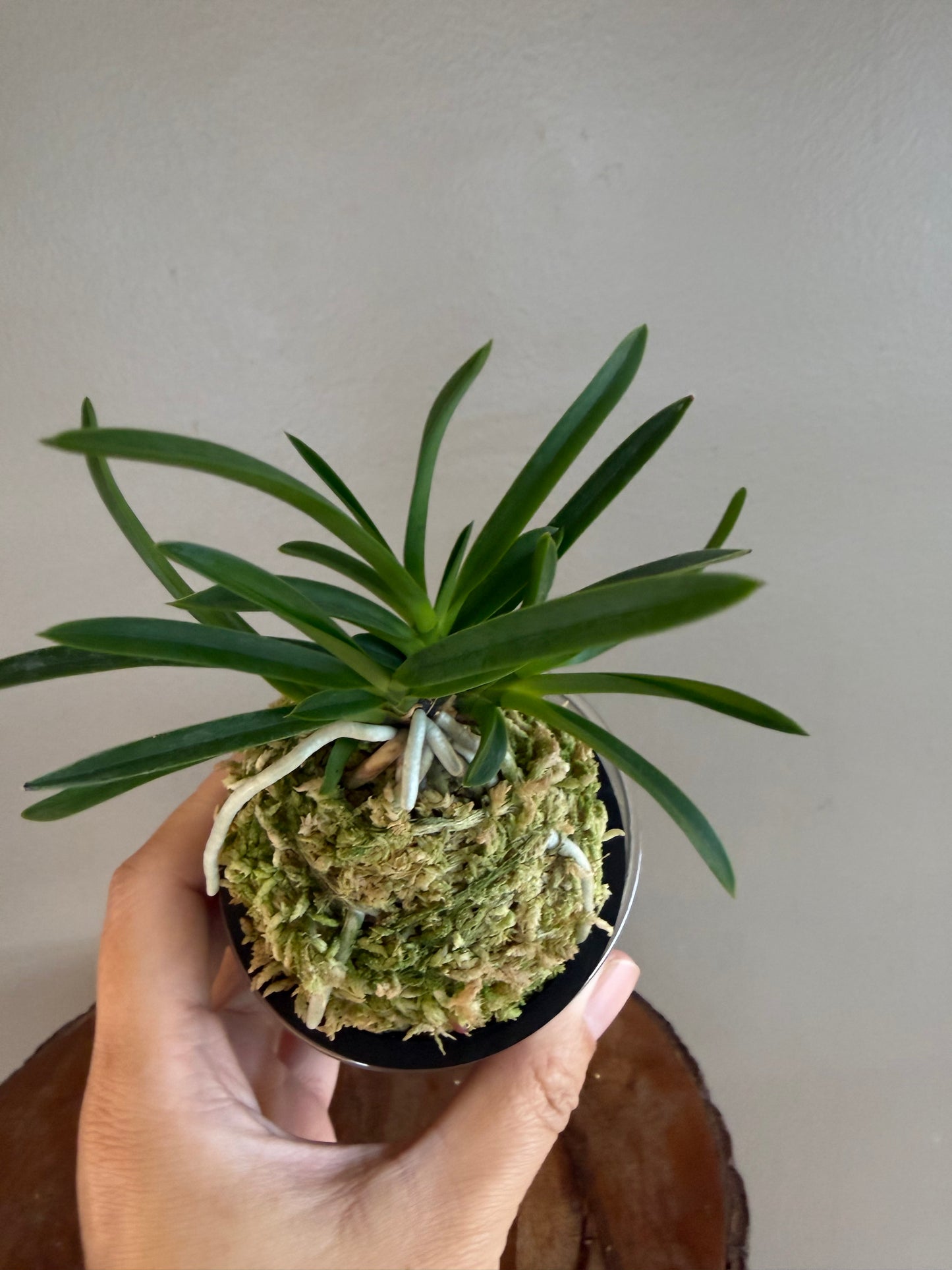 Neofinetia falcata 夕映 Yubae