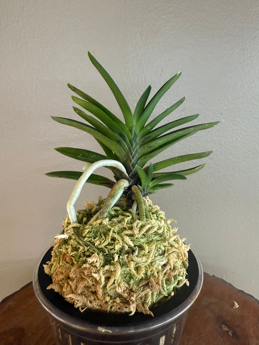 Neofinetia falcata Sekirei 鶺鴒