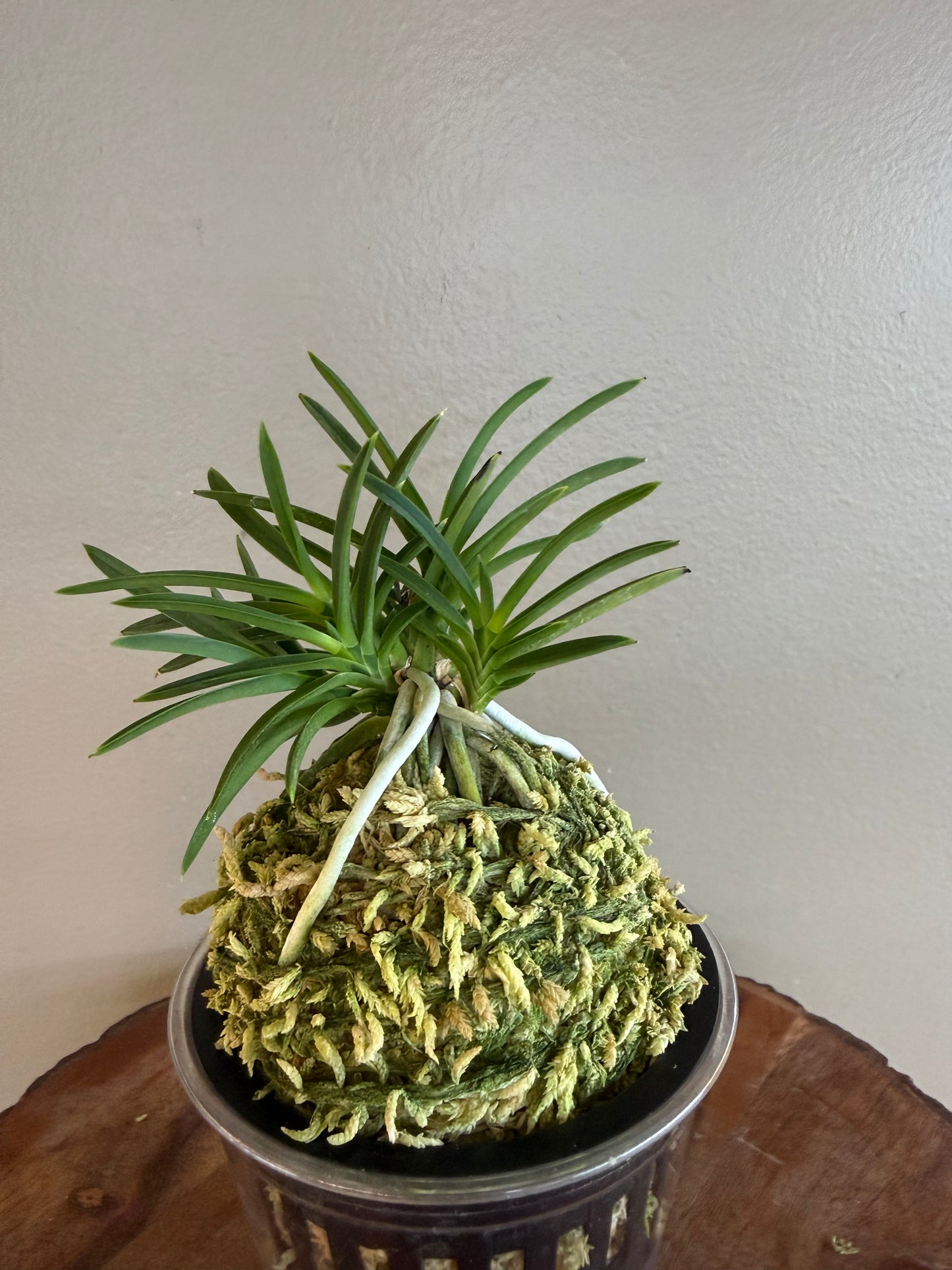 Neofinetia falcata Aojiku Yoroidoshi 青軸鎧通