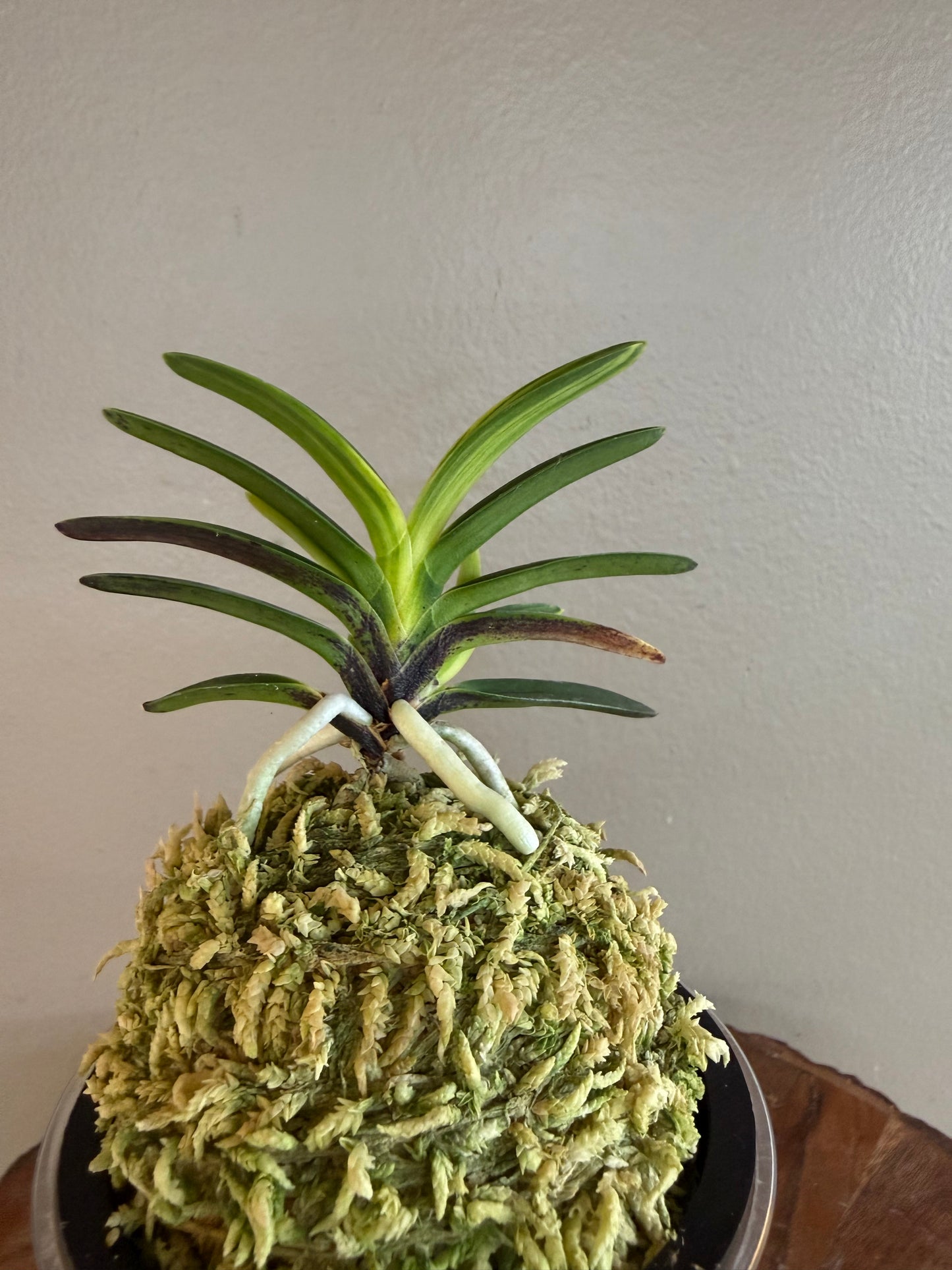 Neofinetia falcata Yomeimon 陽明門