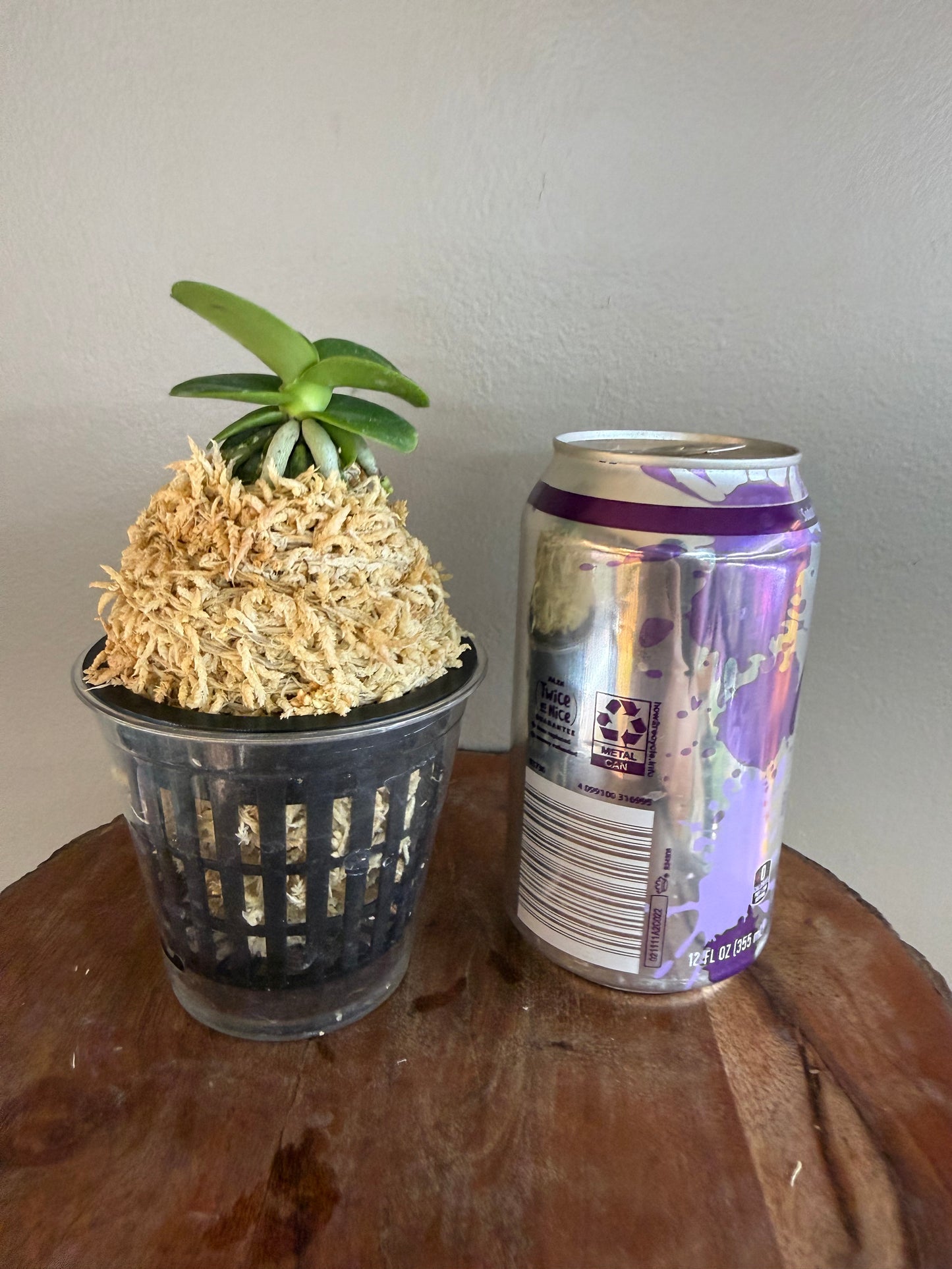 Sedirea japonica Minmaru 明丸