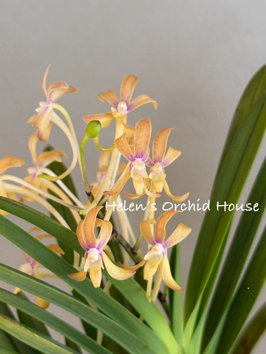 Neofinetia falcata Anzu 杏花
