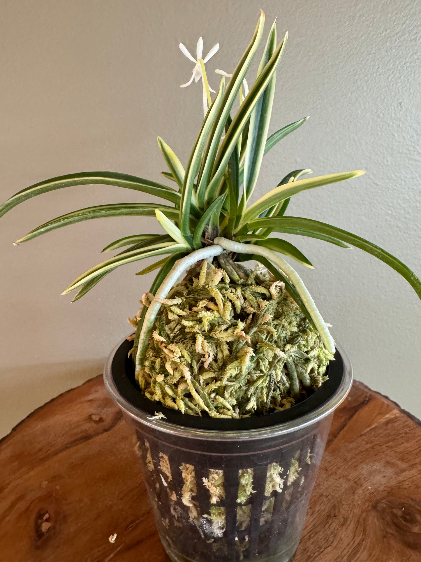 Neofinetia falcata Gojo Fukurin 御城覆輪