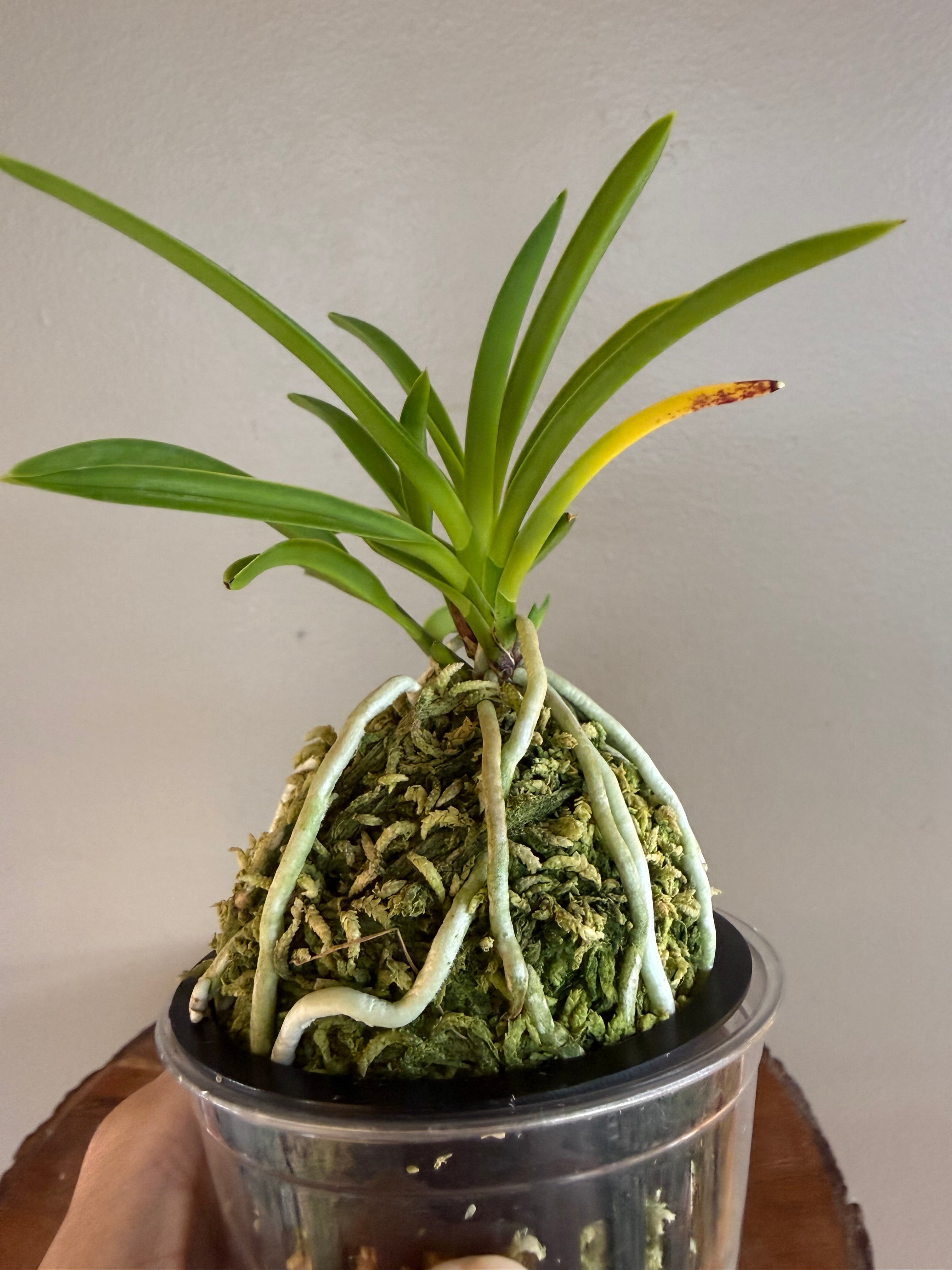 Neofinetia falcata 京美人 Kyobijin – Helen's Orchid House
