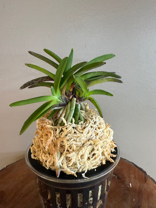 Neofinetia falcata Suigai 垂崖