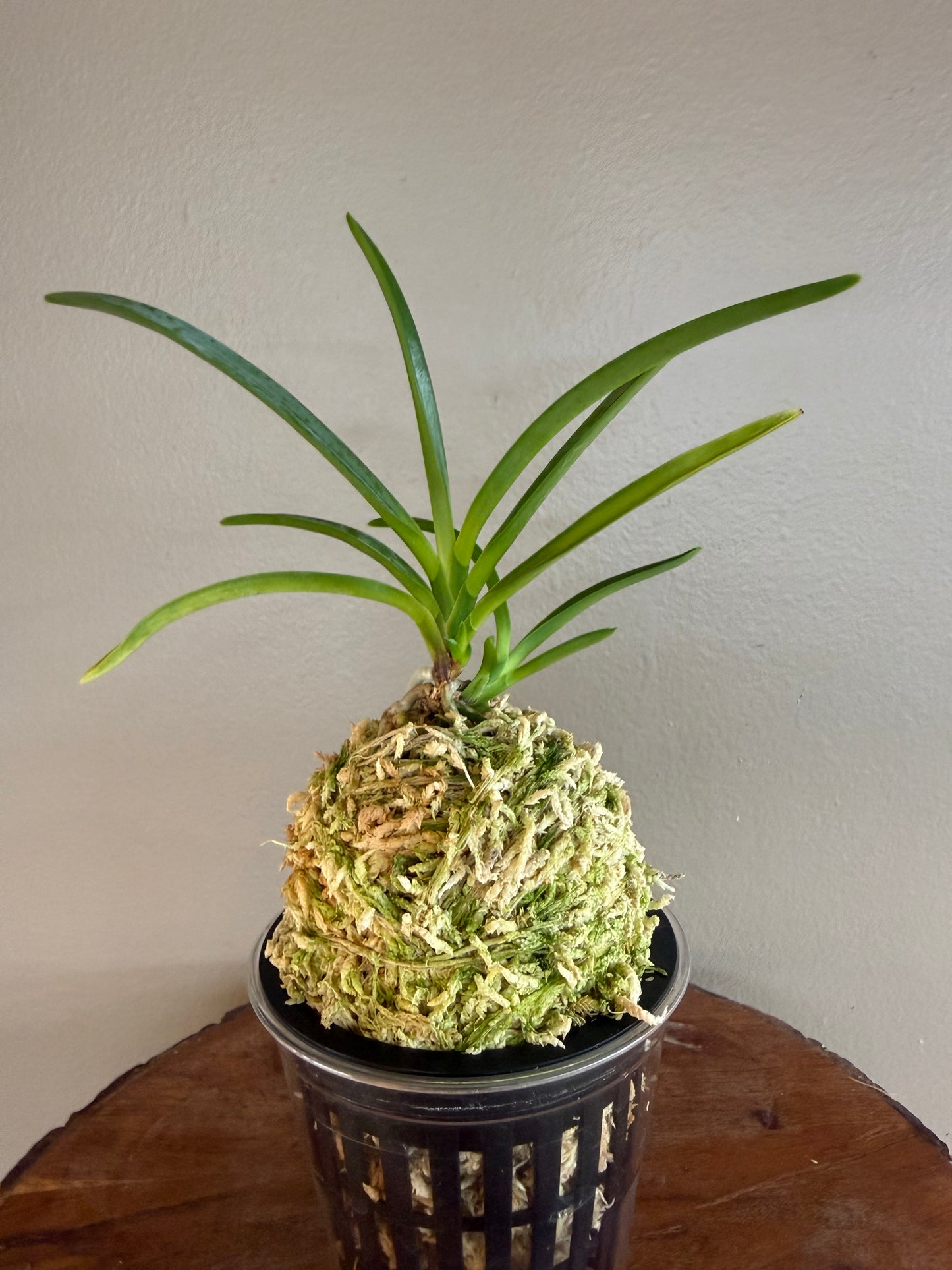 Neofinetia falcata Benigkaede 紅楓