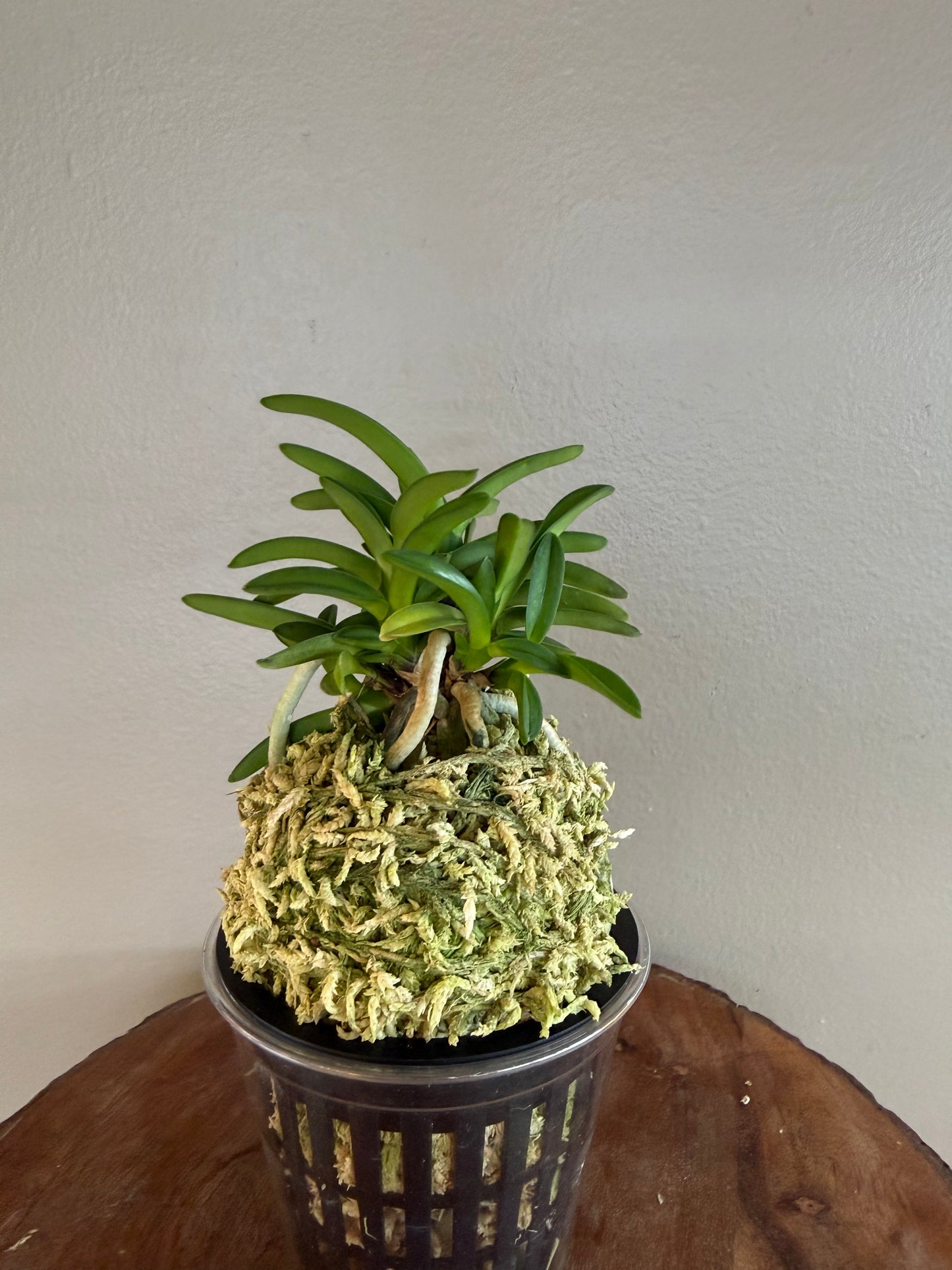 Neofinetia falcata Seidai 聖代