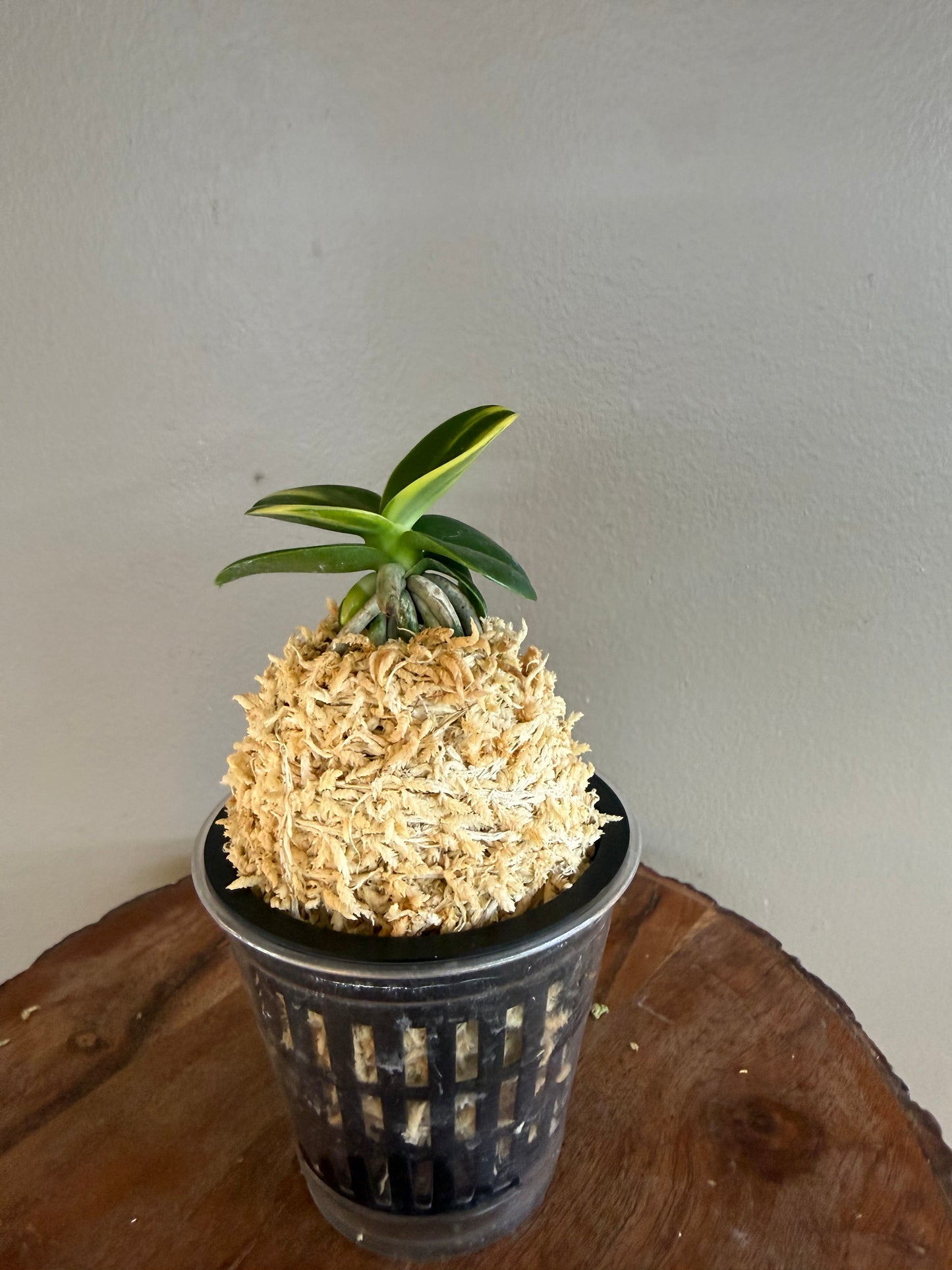 Sedirea japonica Minmaru Shima 名丸縞