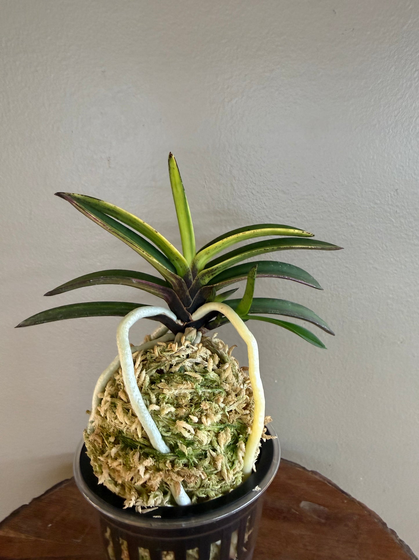 Neofinetia falcata Cheonjiyeon 天池淵