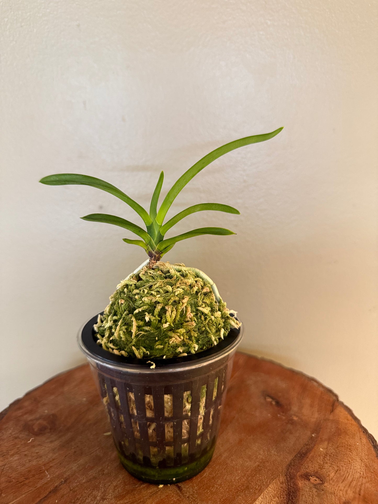 Neofinetia falcata Soubiryu 双尾龍