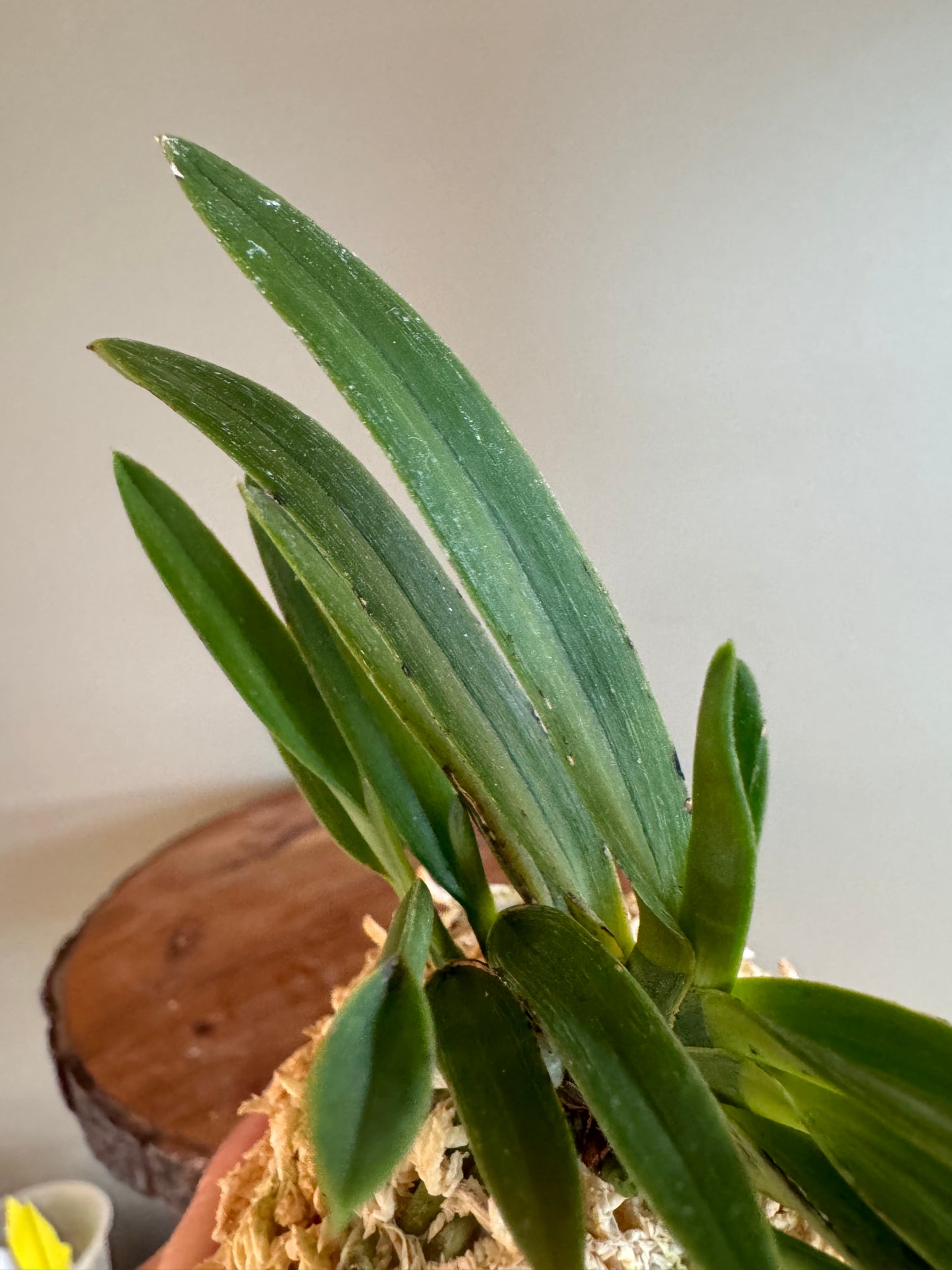 Neofinetia falcata Takaranoshi 宝熨斗