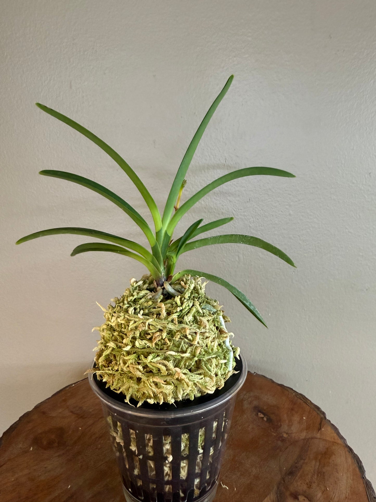 Neofinetia falcata Lavender 紫