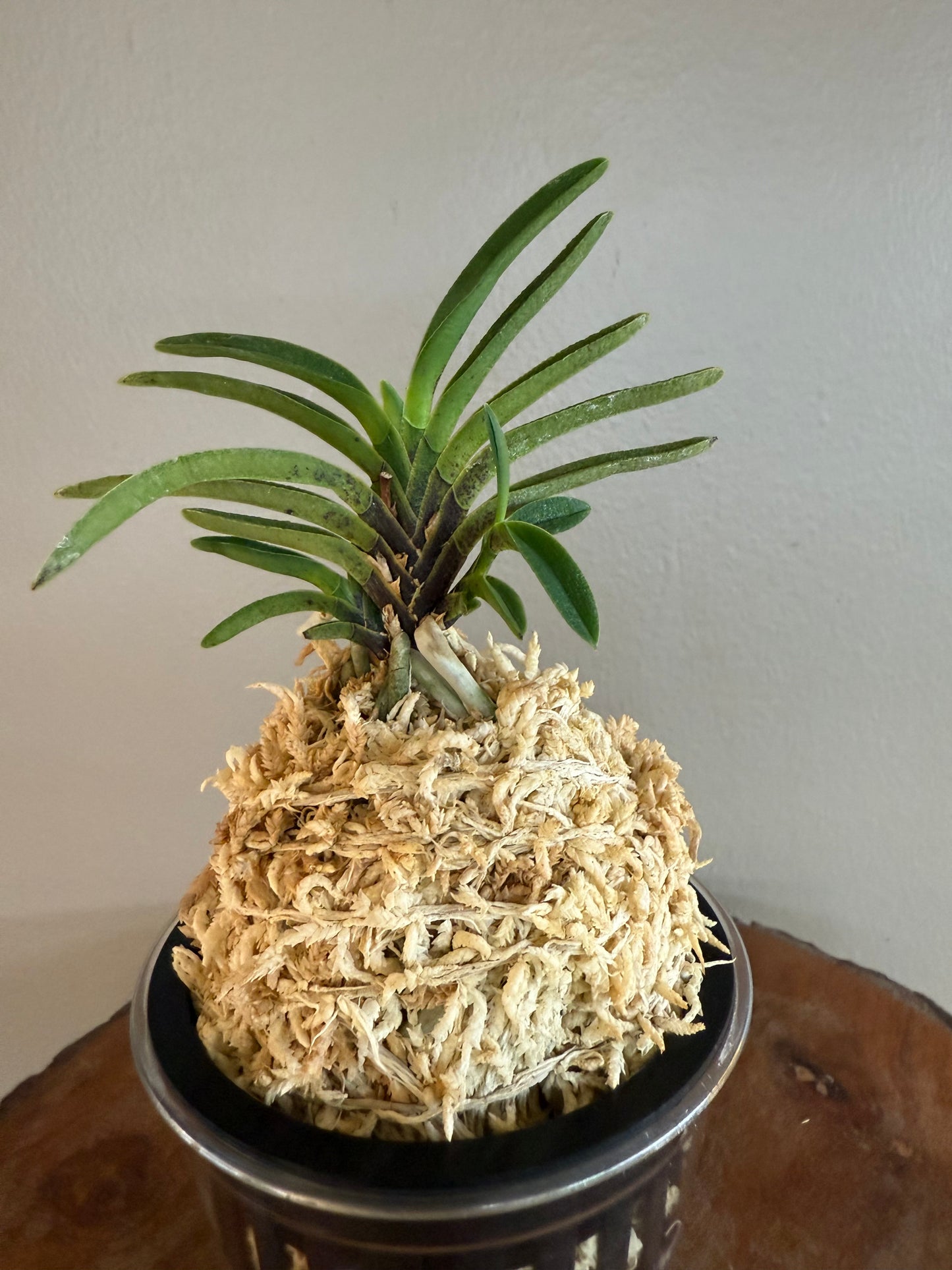 Neofinetia falcata Kinginrasha 金銀羅紗