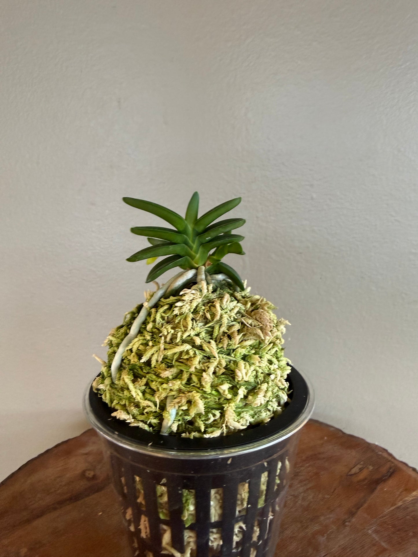 Neofinetia falcata Chwiwol 翠月