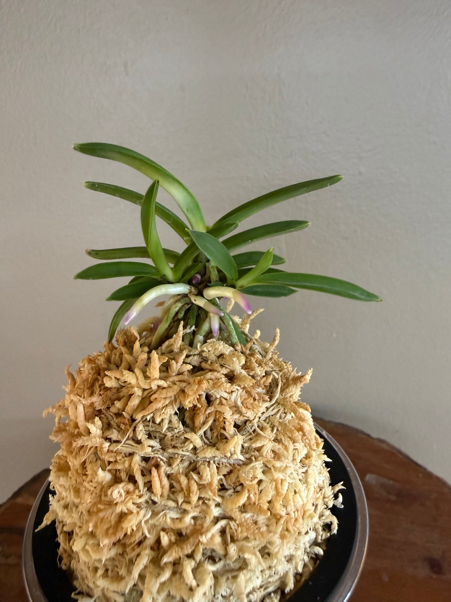 Neofinetia falcata Homeiden 豊明殿