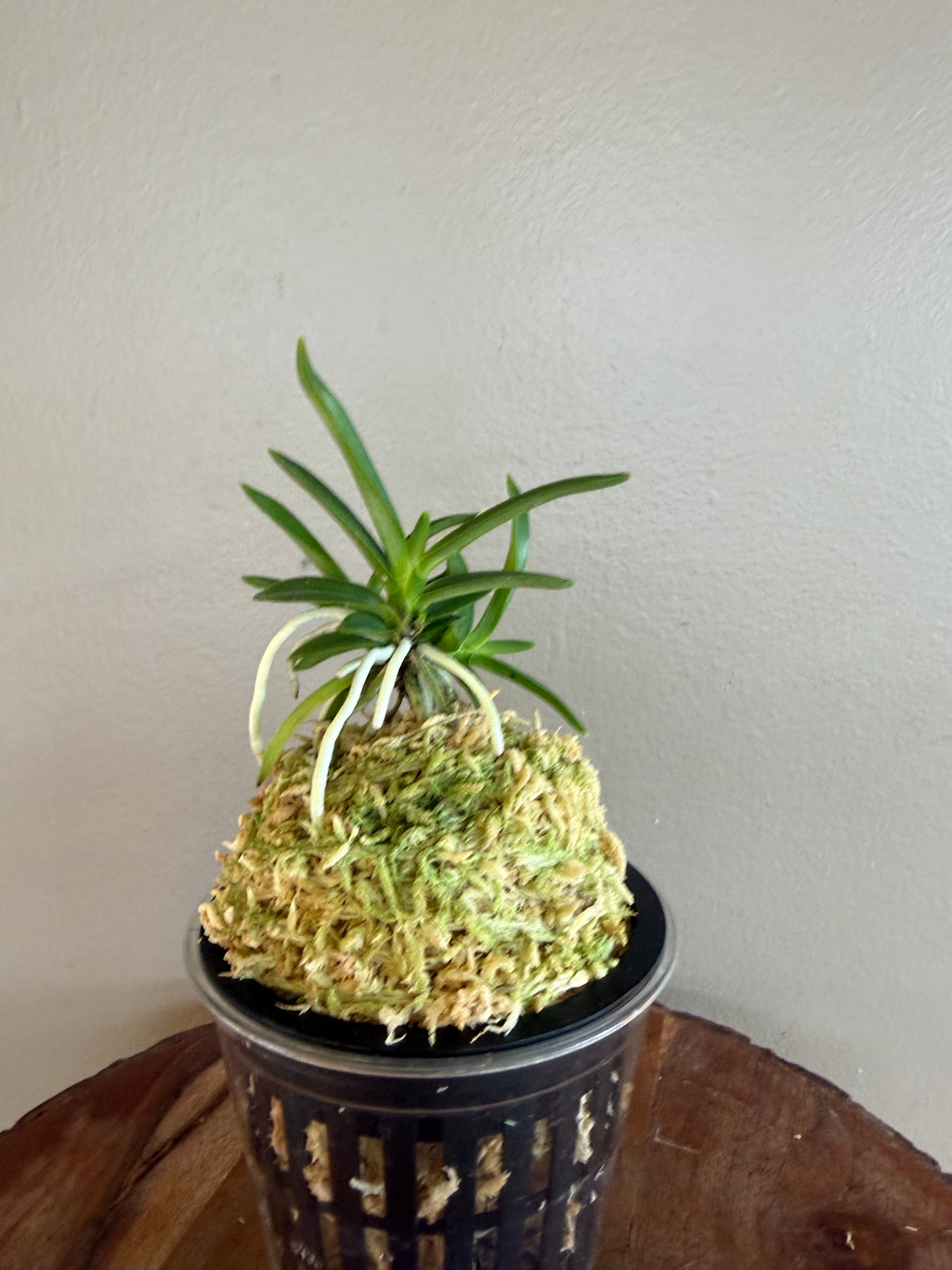 Neofinetia falcata Homeiden 豊明殿